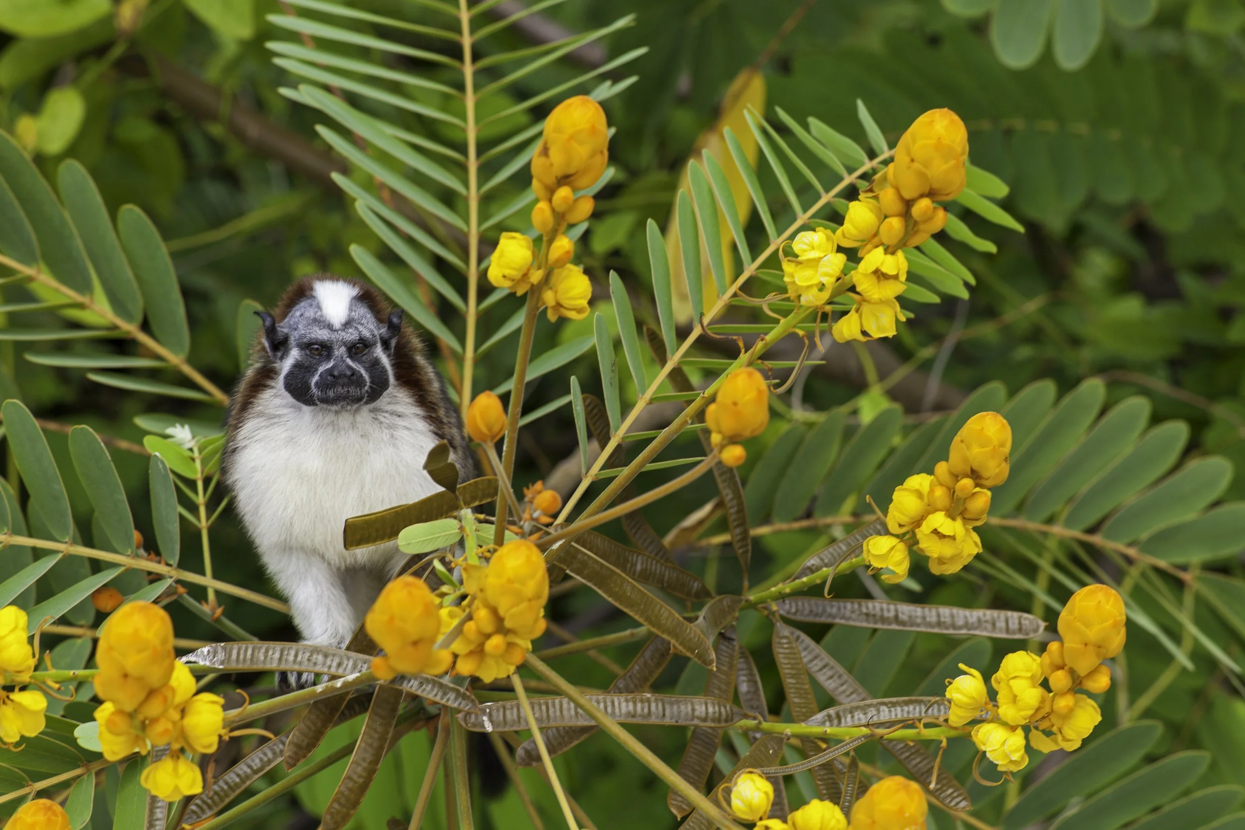 Titi Monkey.jpg