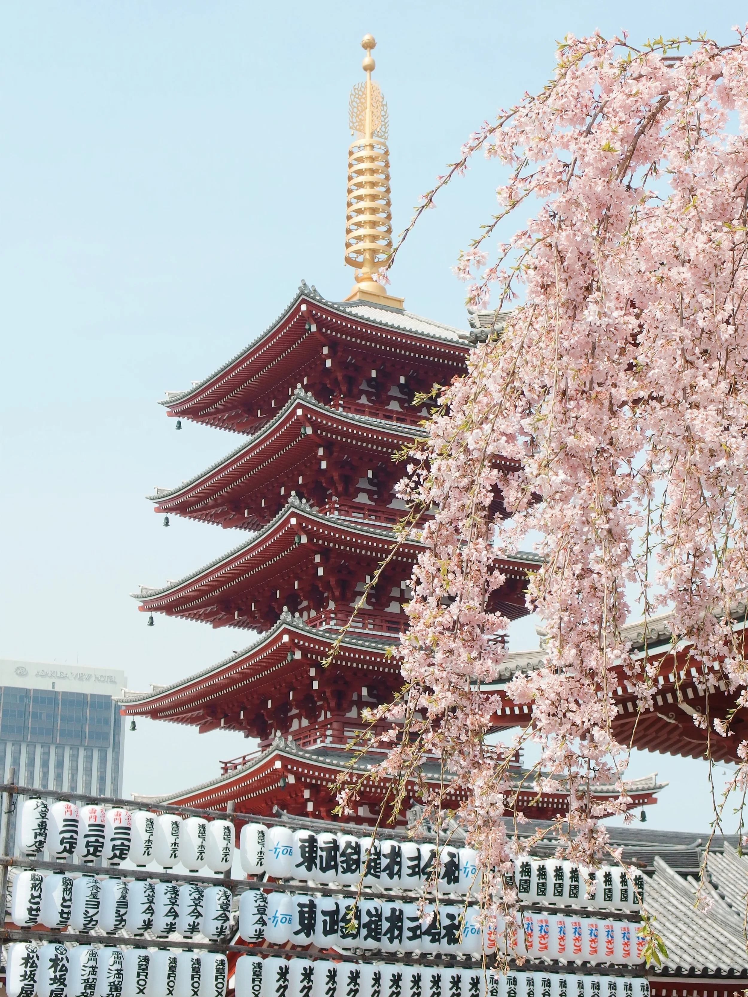 Japan's Magic and Cherry Blossom season!
