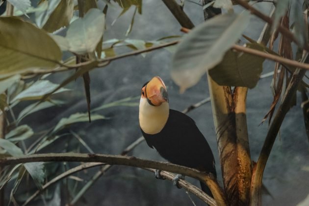 Explore South America and the Amazon