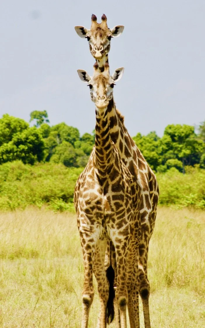 Tanzania's Magic. Iconic Safaris