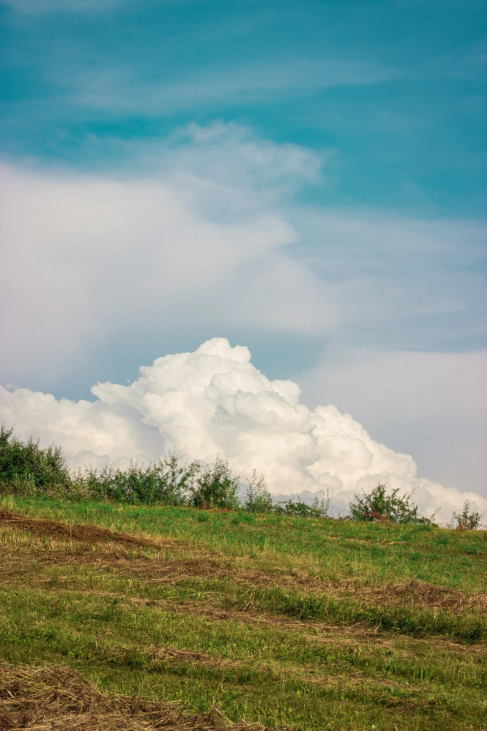 Green grassy field with small bushes, with large white clouds and blue sky in the background.