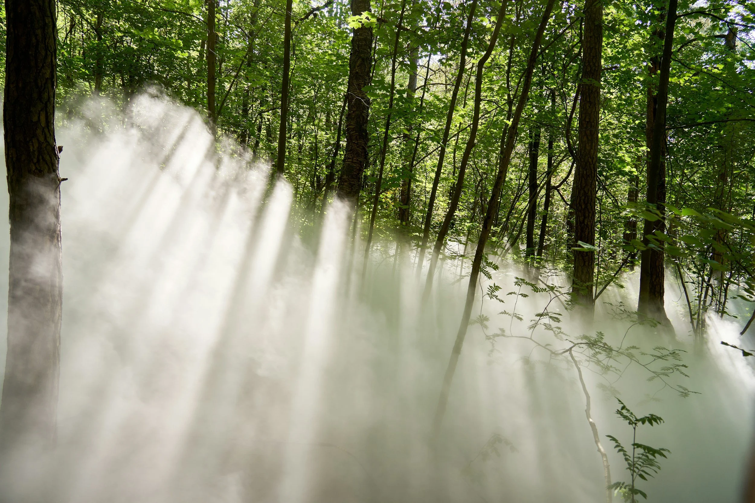 A foggy forest scene with tall trees and sunlight filtering through the green leaves.