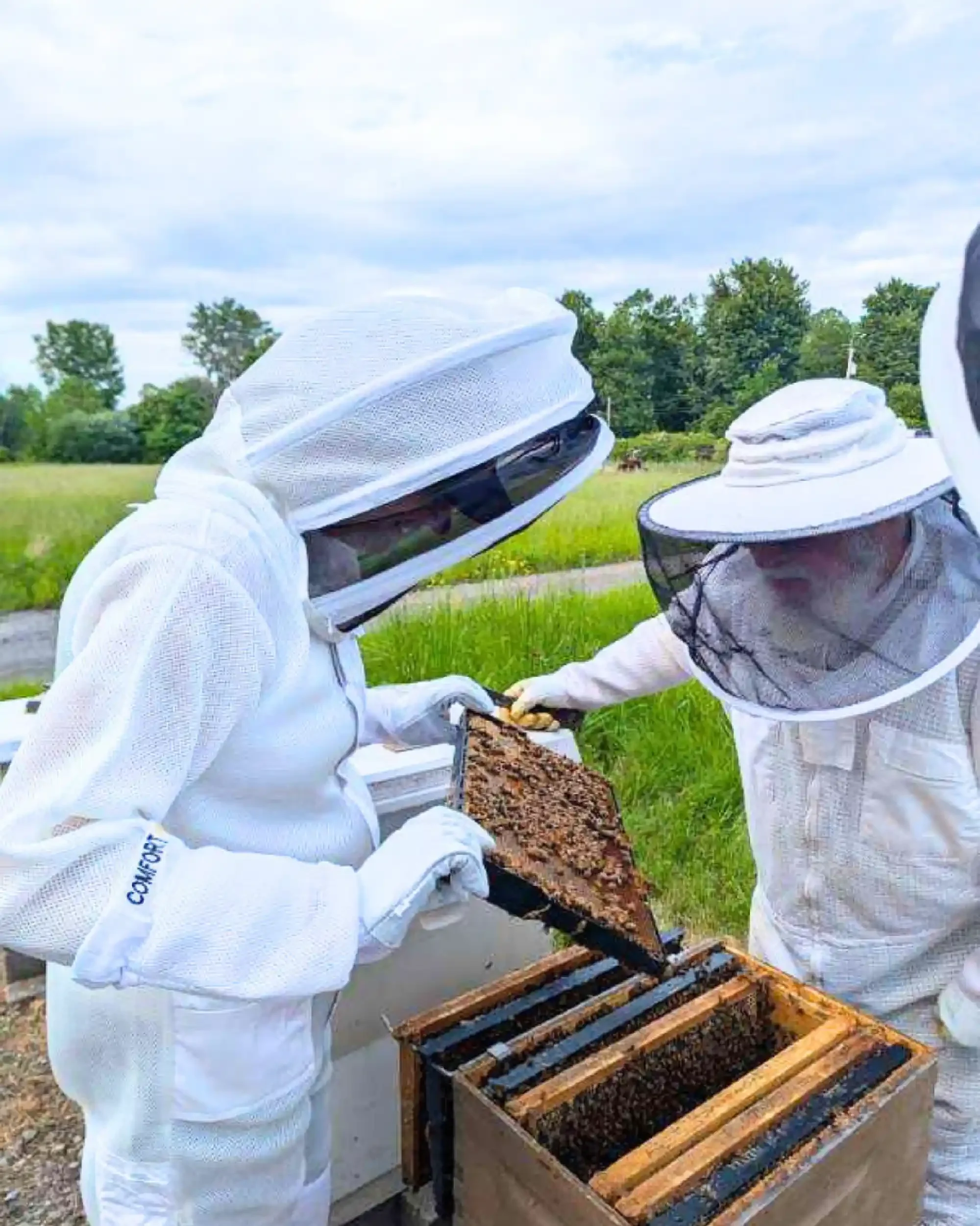 Two beekeepers inspecting a honeycomb frame outdoors with a hive and green field in the background.