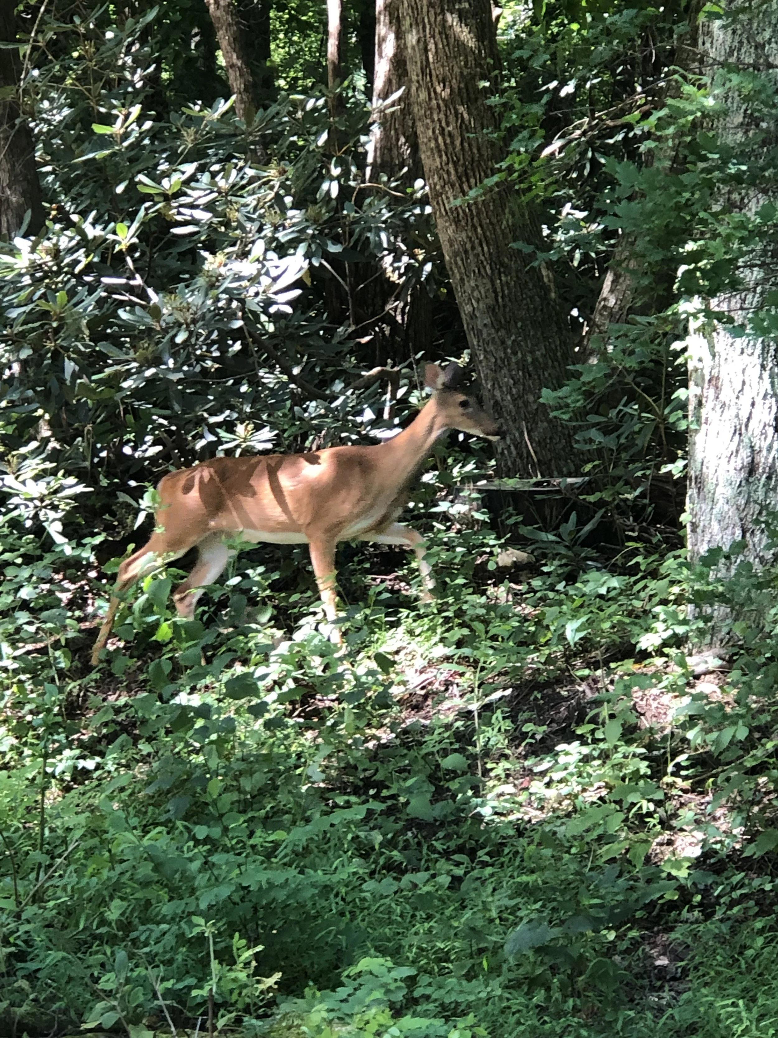 Visitor