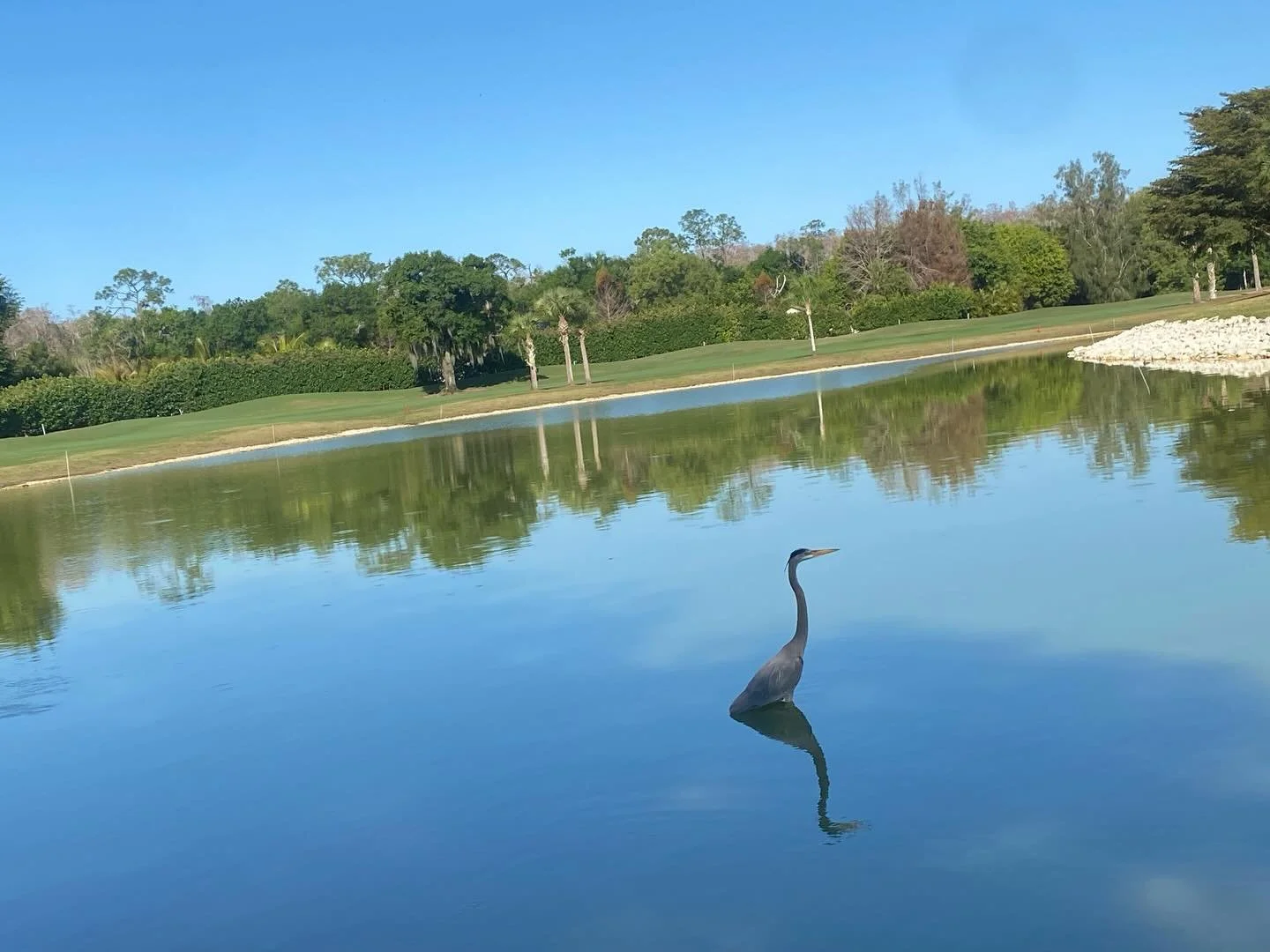 I&rsquo;m a little obsessed with Great Blue Herons!