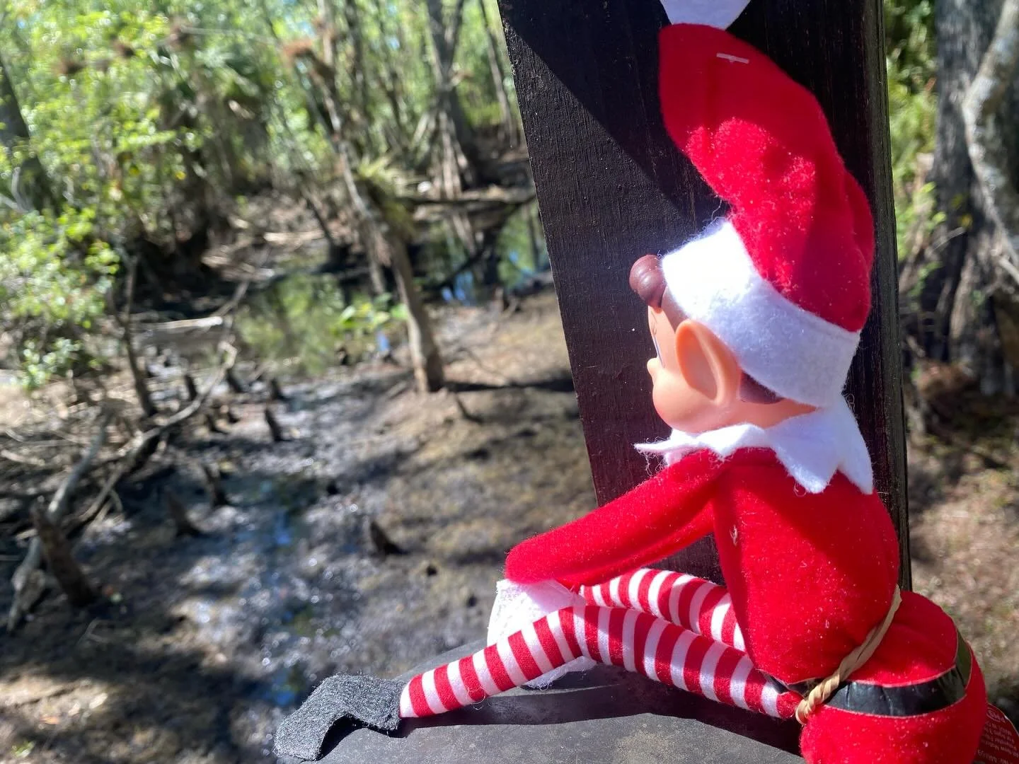 I caught the Elf on the Shelf vibing with nature spirits at Six Mile Cypress Slough Preserve in Ft. Myers🧝&zwj;♀️🌴🌴