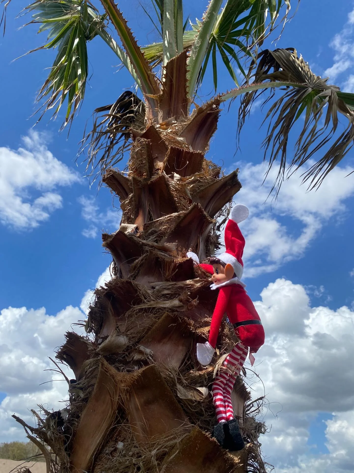 The rogue elf&rsquo;s latest adventure in Florida. 🌴
