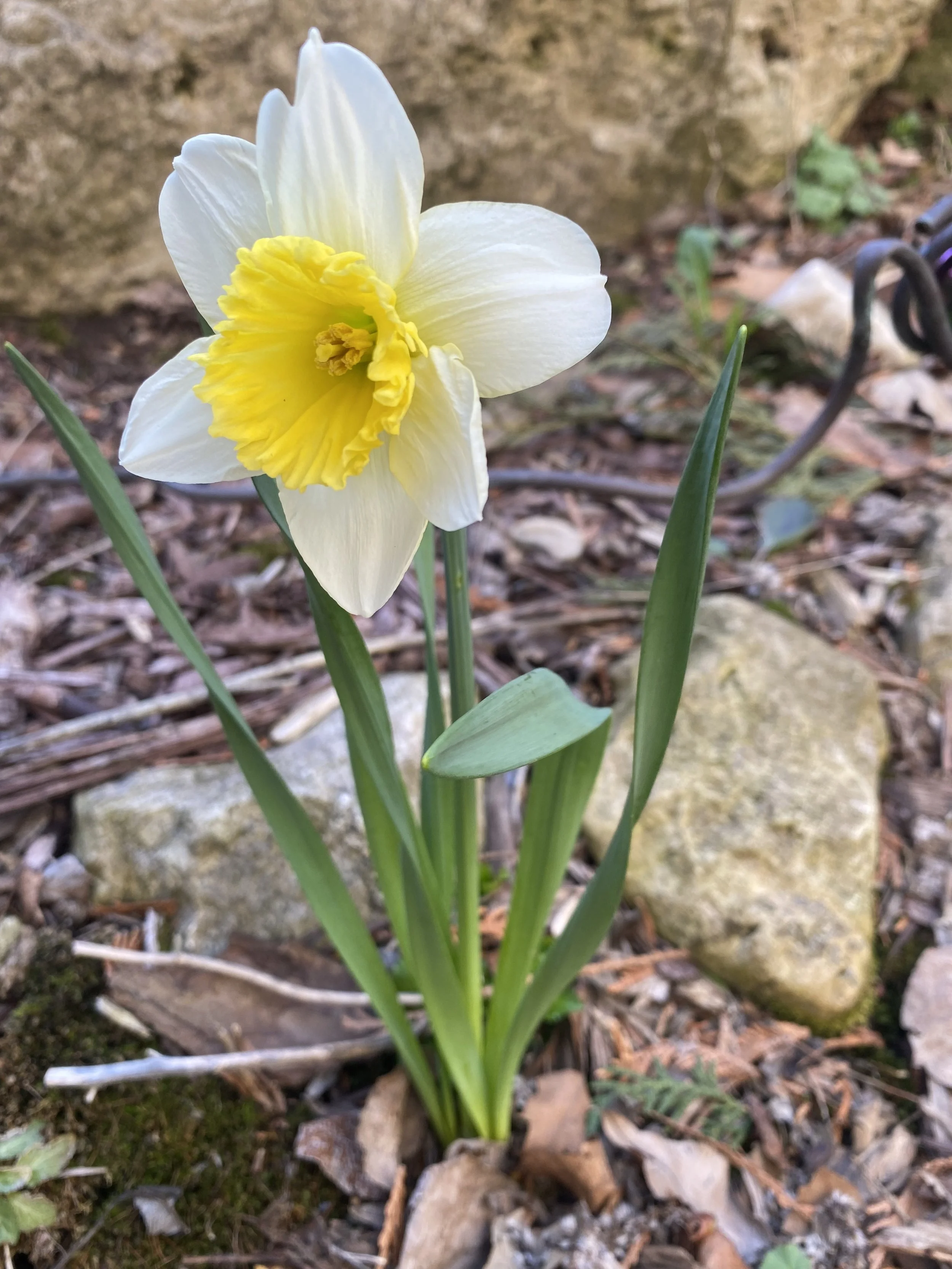 Spring Equinox and the     Persephone Myth