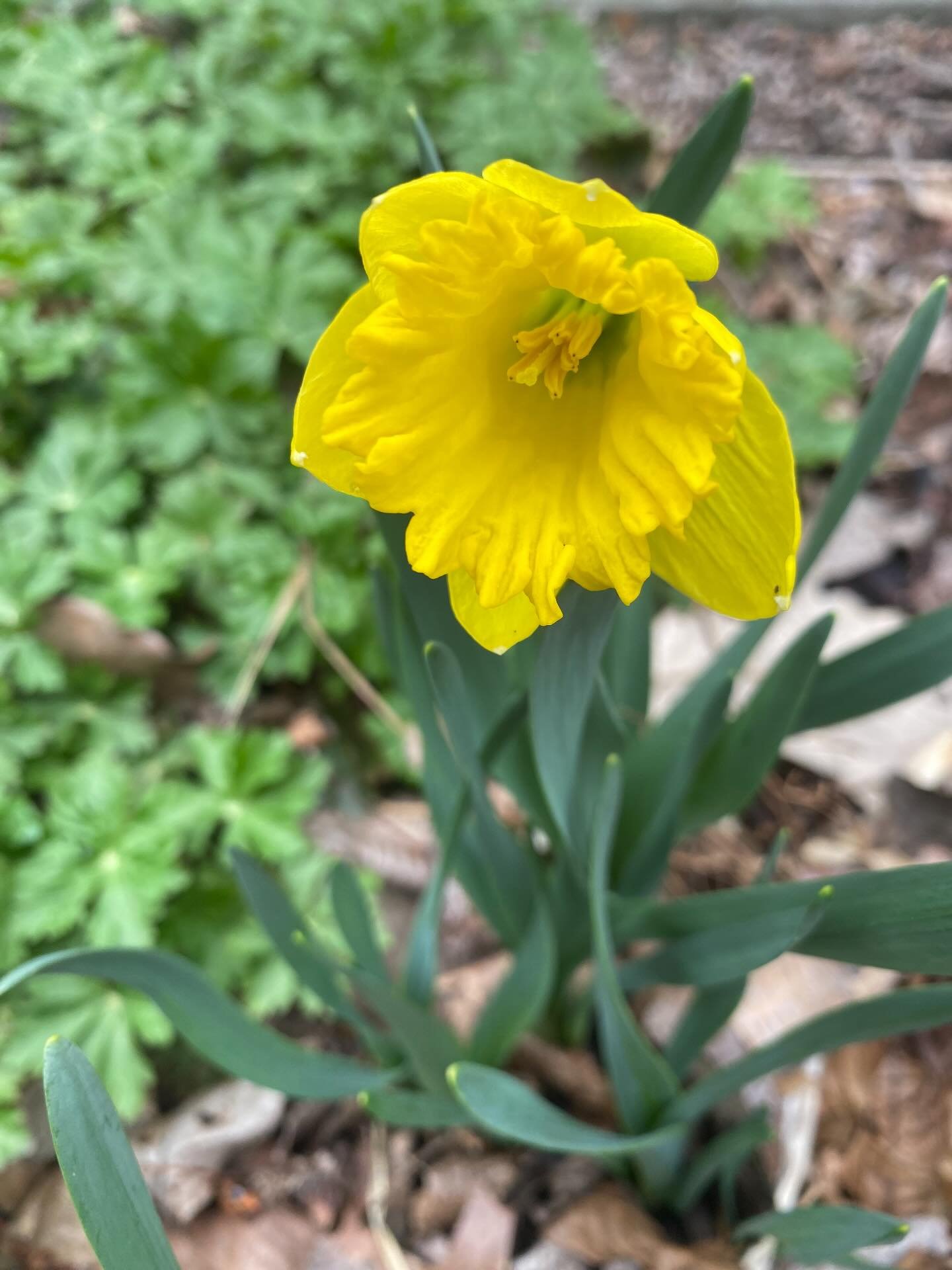 My new website is officially launched with an opening blogpost titled Spring Equinox and the Persephone Myth. I&rsquo;d love for you to take a look, at michellewiberg.com! Sign up to receive future posts, book updates and recipes mentioned in AspenRi