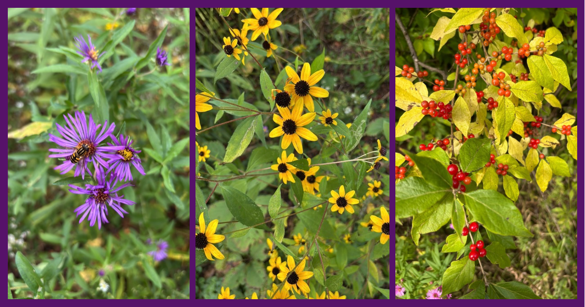 Autumn Beauty &amp; Big News About Book 2 of the                     Persephone’s Garden Series!