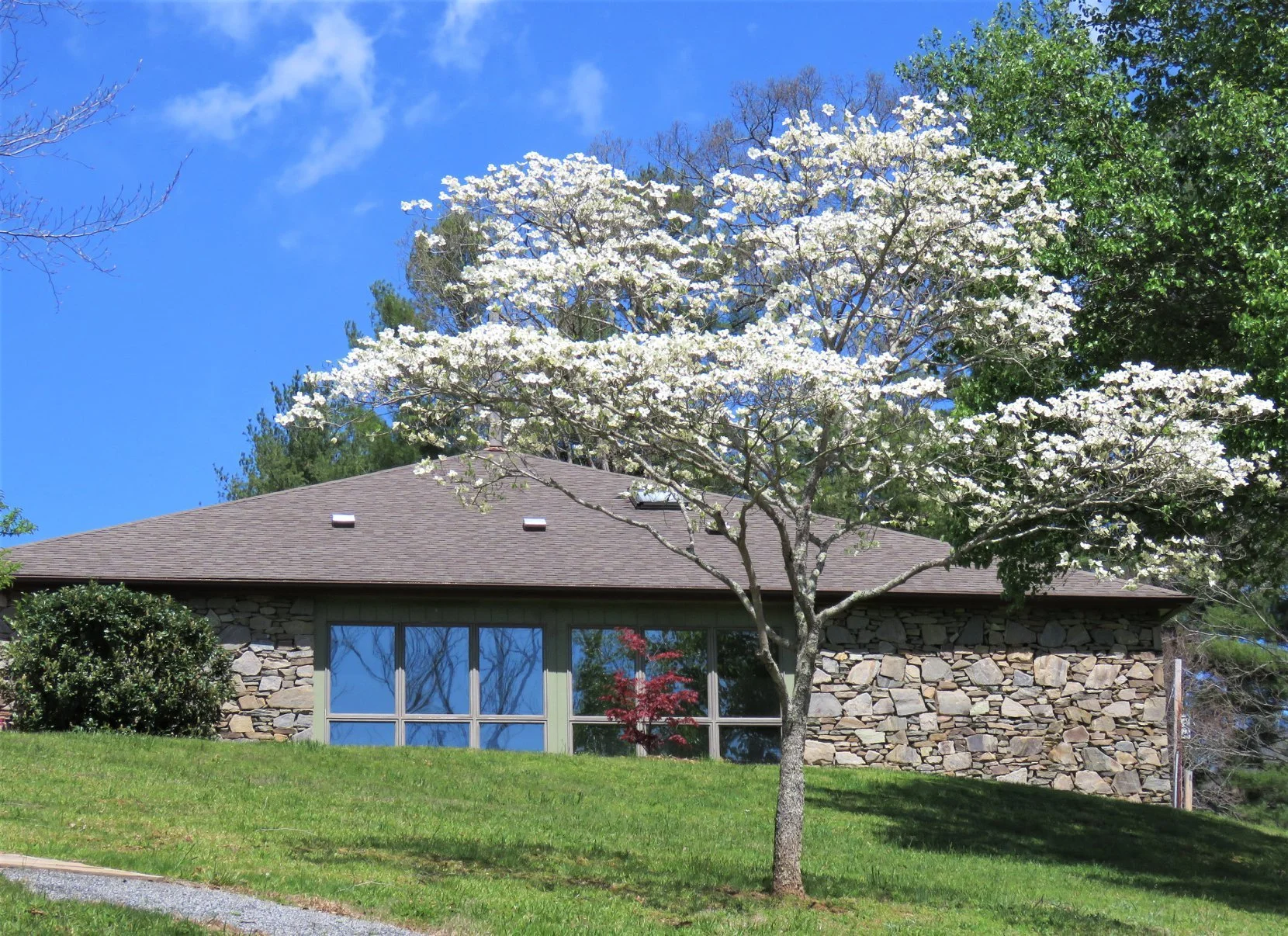 A house with a stone exterior and large windows, surrounded by green trees and grass, with a flowering tree in the foreground and a clear blue sky.