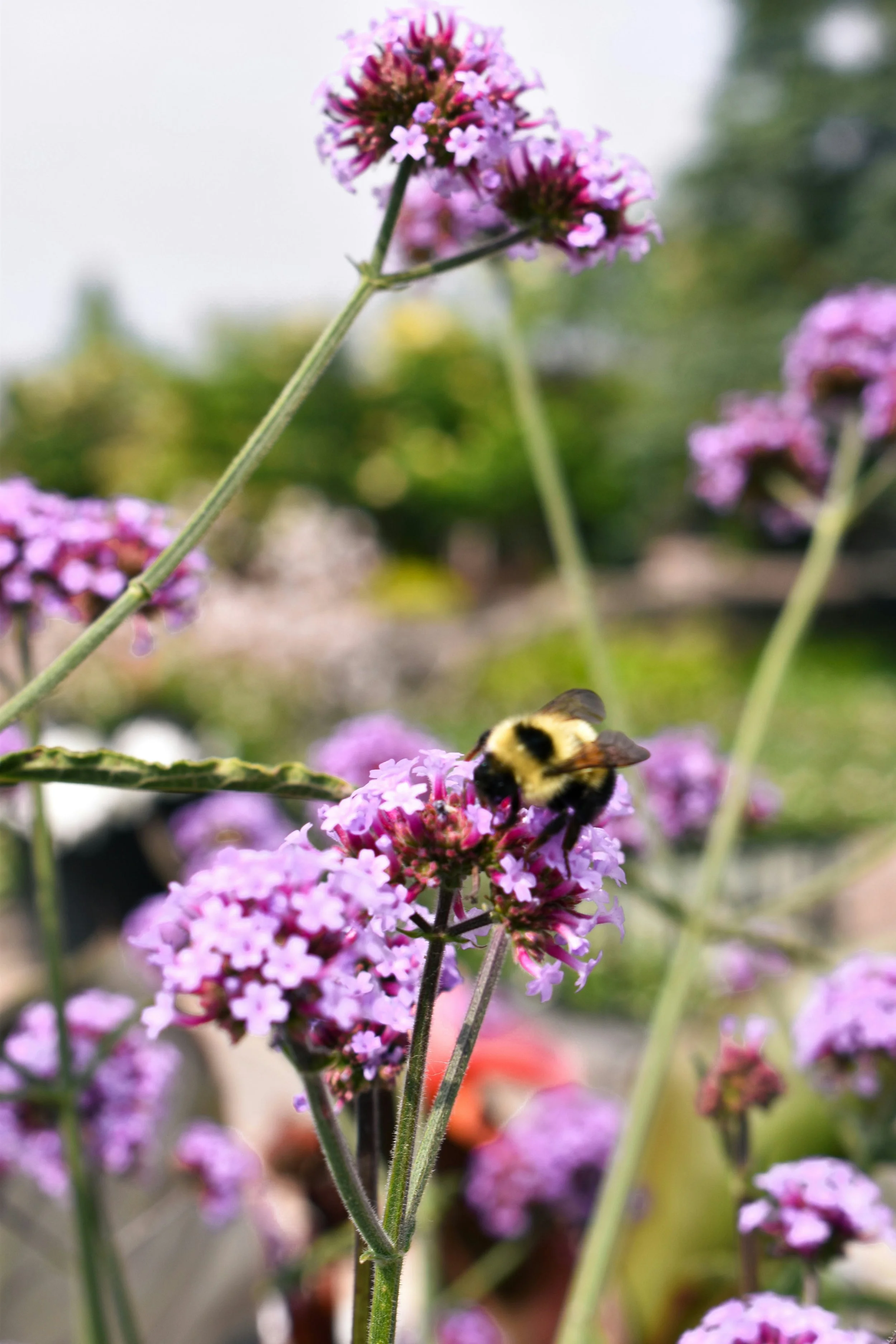 Wellness Gardens Second Gallery Image 2