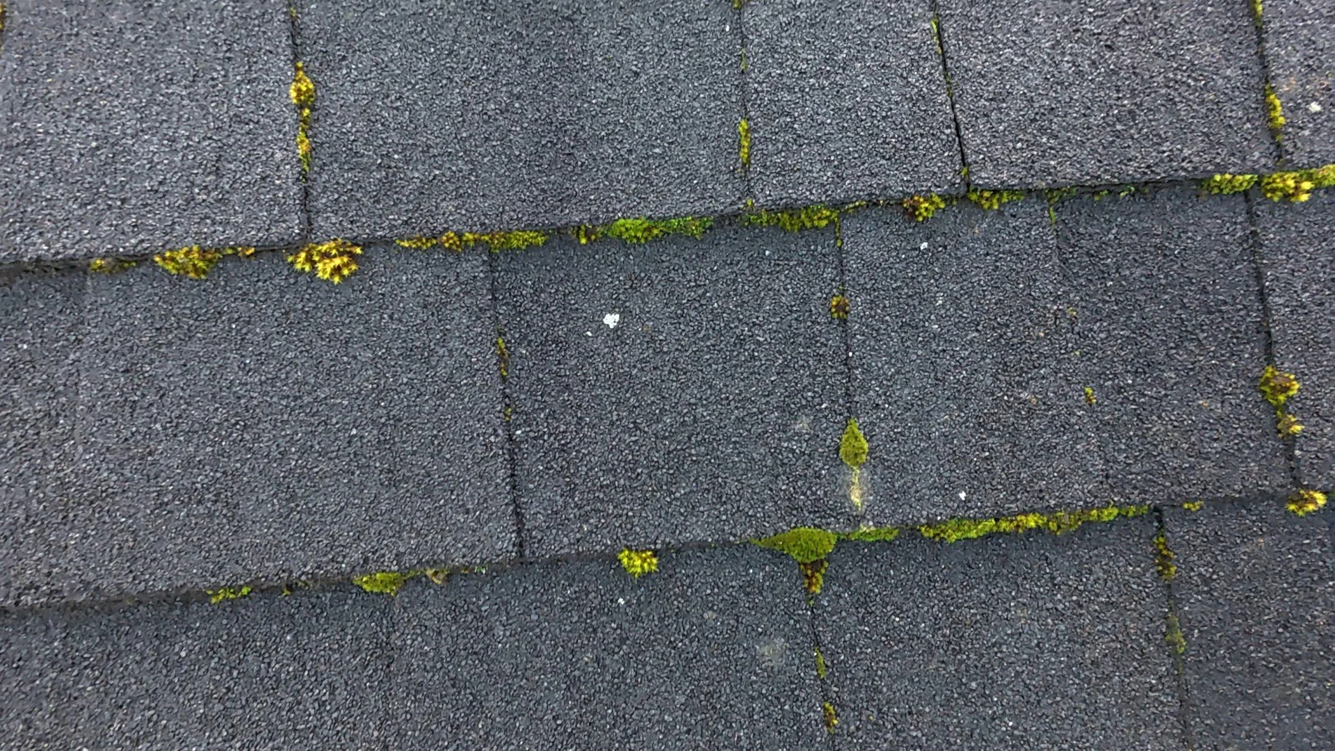 Close-up of asphalt shingles with green moss and small yellow flowers growing between the tiles.