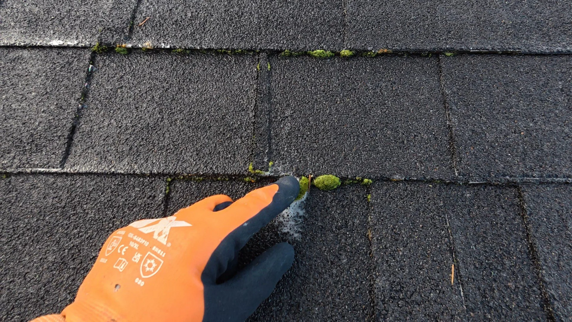 A person wearing orange and black gloves removing moss from black asphalt shingles on a roof.
