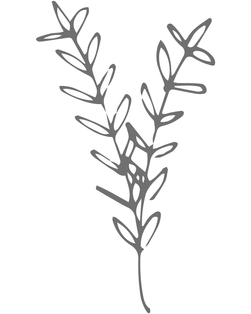 Gray outline of a sprig with elongated leaves on a black background