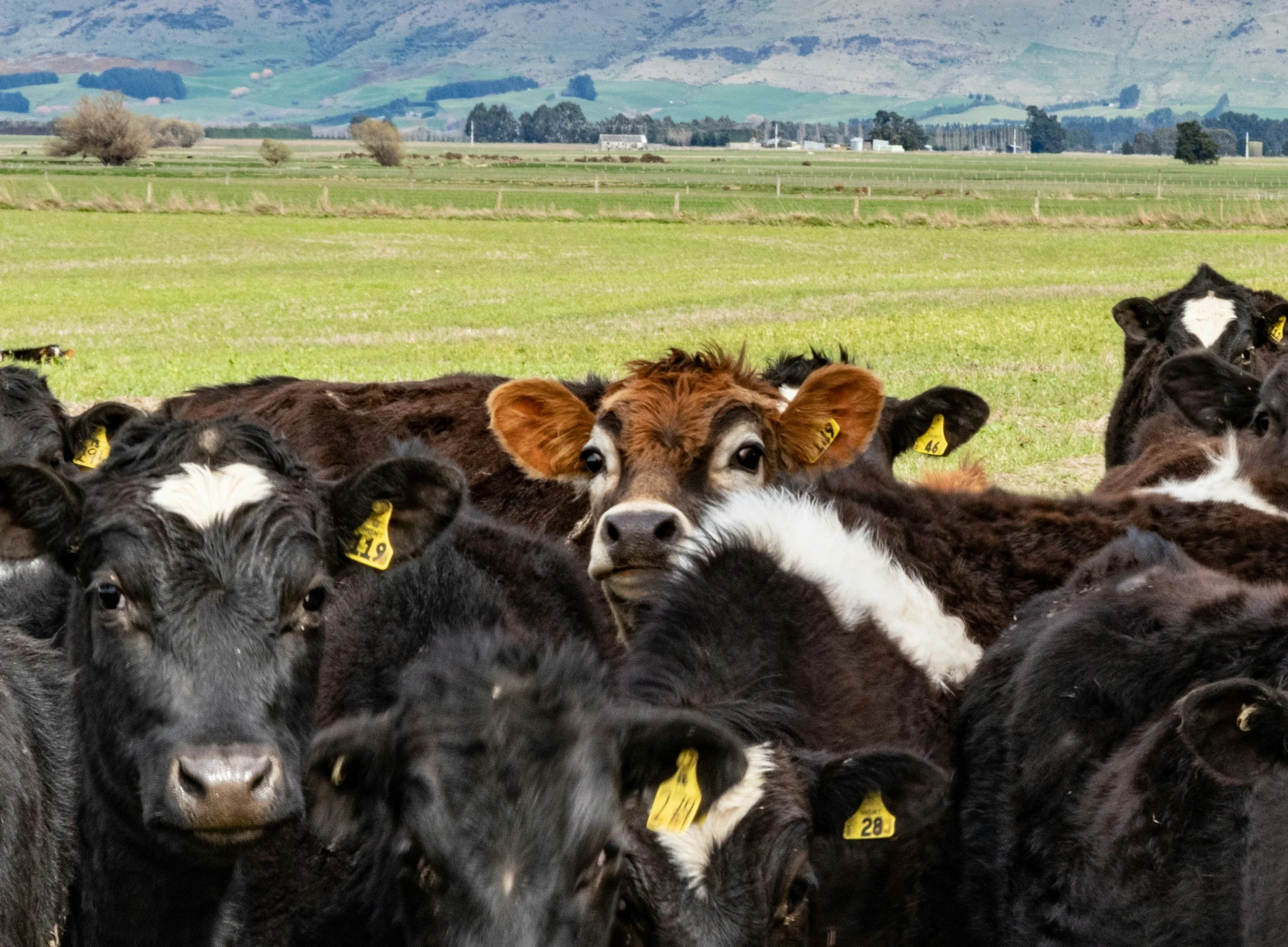 Global Dairy Exporter Automates Global Distribution List Management