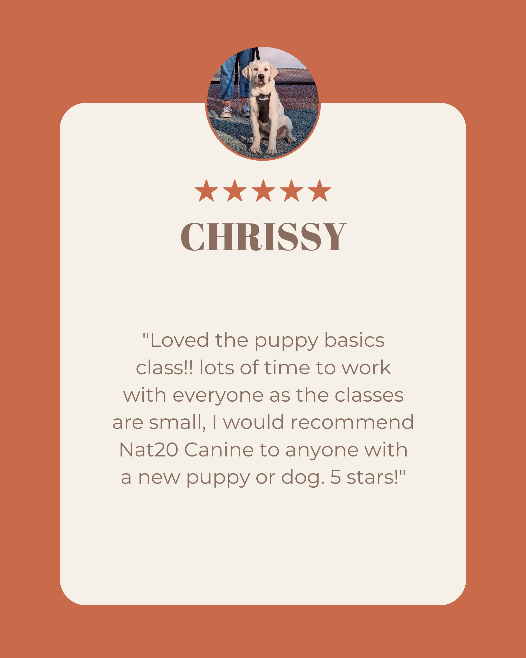 A review card for a dog named Chrissy, featuring a photo of a Labrador Retriever puppy sitting on a tennis court, surrounded by a brown background, five stars, and the review text praising the puppy training class.