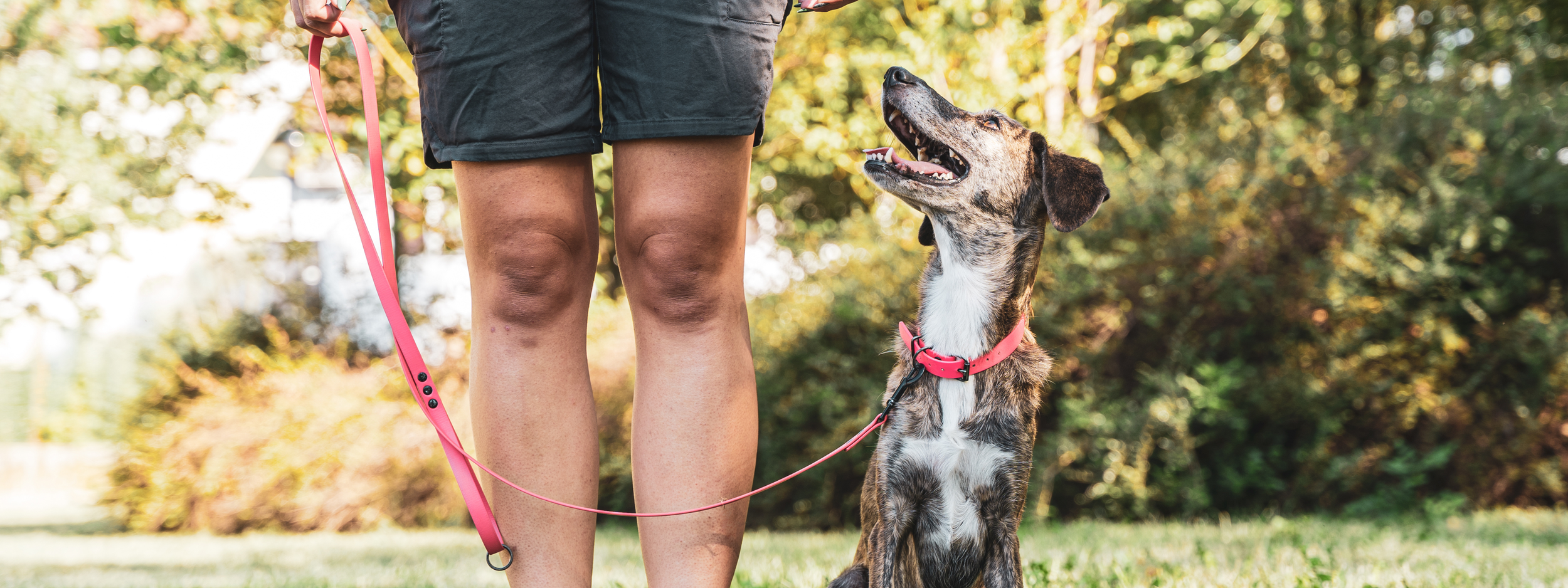 Training Basics Coaching Sessions