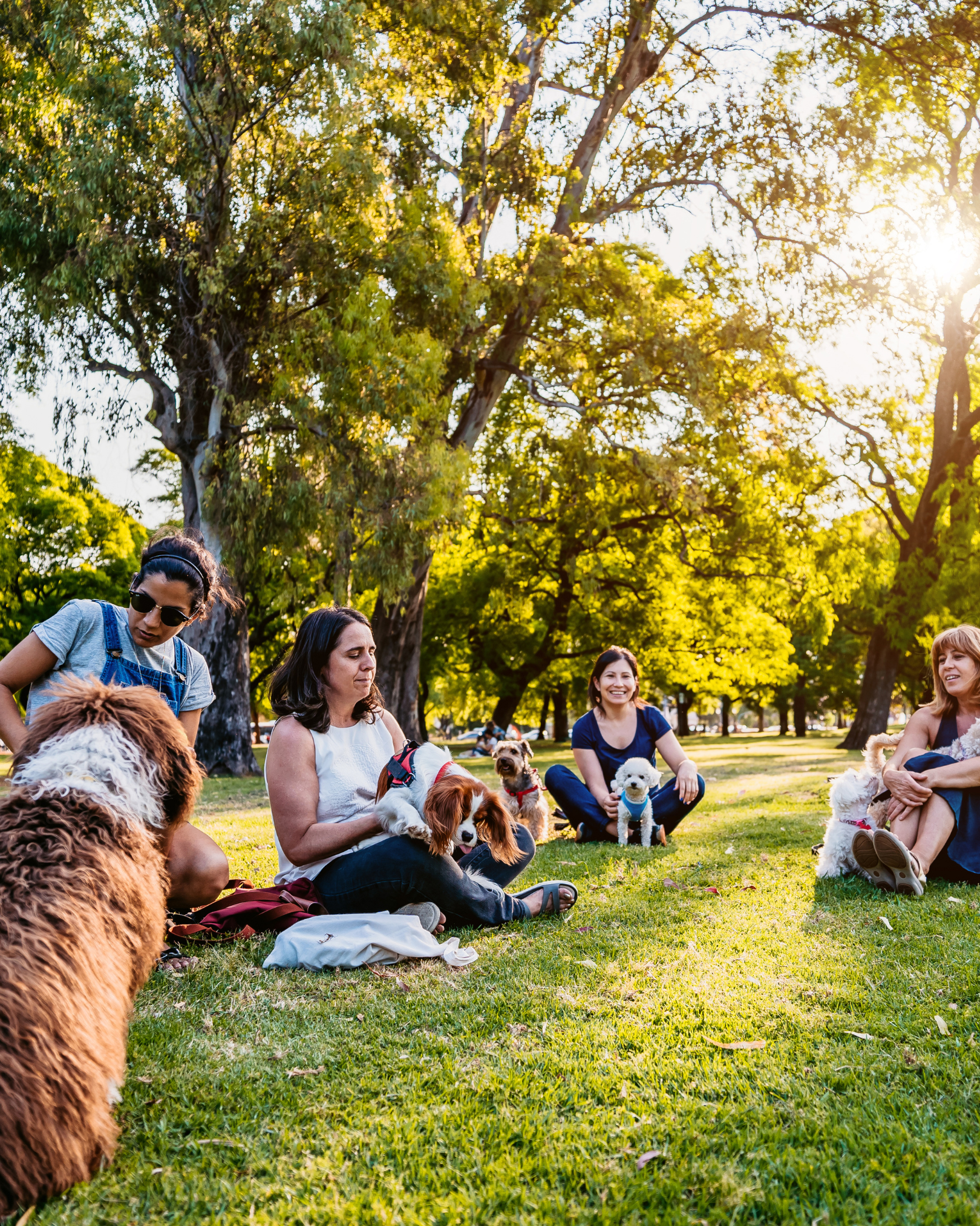 Group of women sitting on grass in a park with their dogs, enjoying a sunny day surrounded by trees.