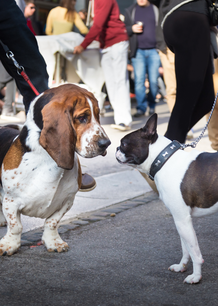 A Beagle and a French Bulldog meeting nose-to-nose on a street during a busy outdoor event with people in the background.