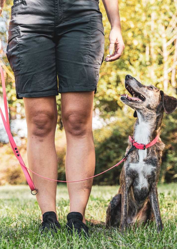 Person standing outdoors on grass with a dog sitting beside them, both looking up. The person is wearing black shorts, black shoes, and has a pink leash attached to the dog, which appears to be a mixed breed with a brindle coat and a pink collar.