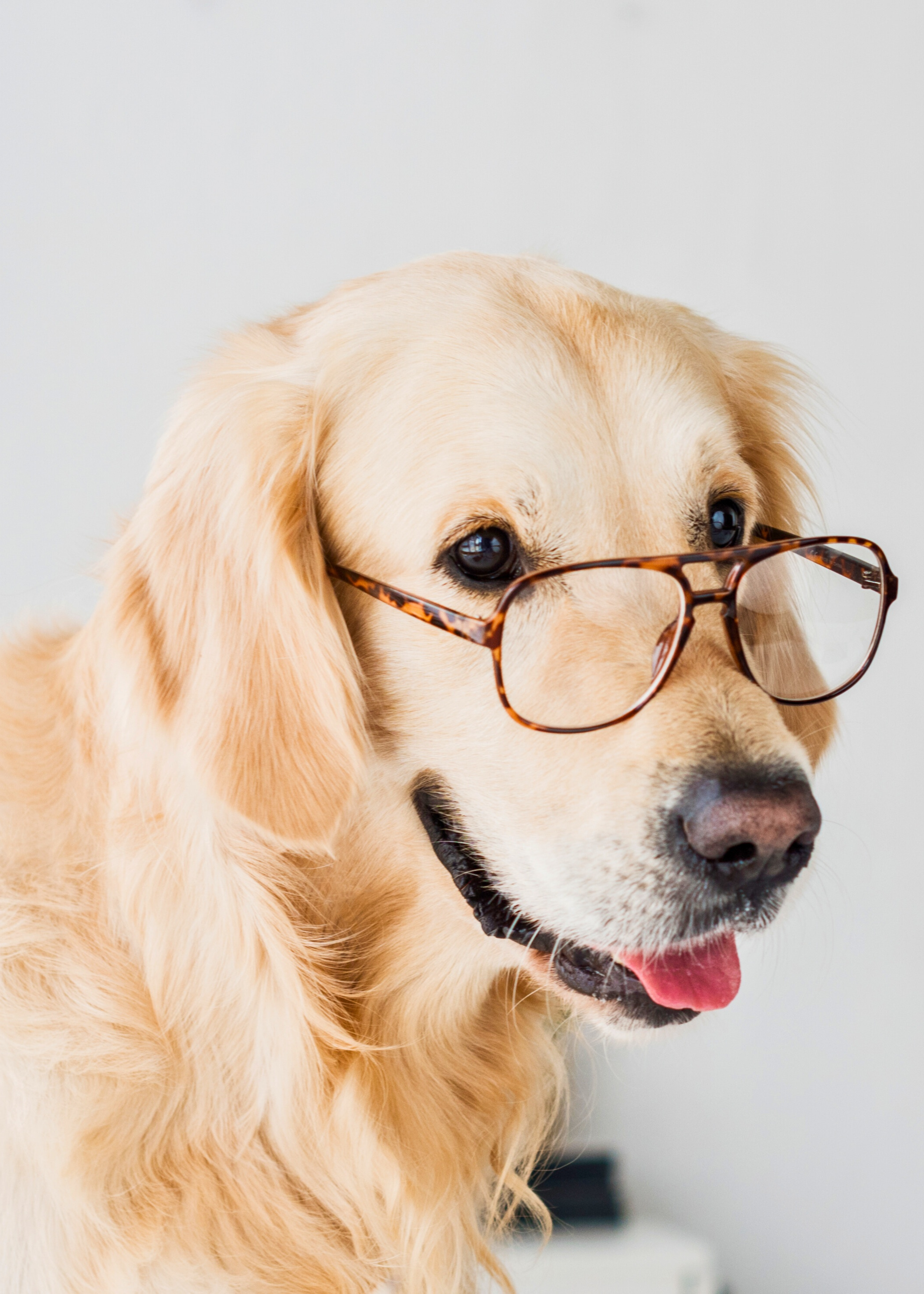 A golden retriever wearing tortoiseshell glasses, smiling with its tongue out against a plain white background.