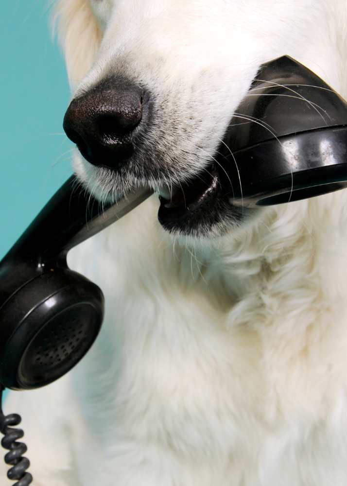 Close-up of a white dog with a black telephone receiver in its mouth.