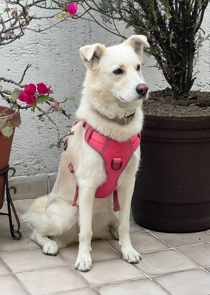 Introducing A Harness