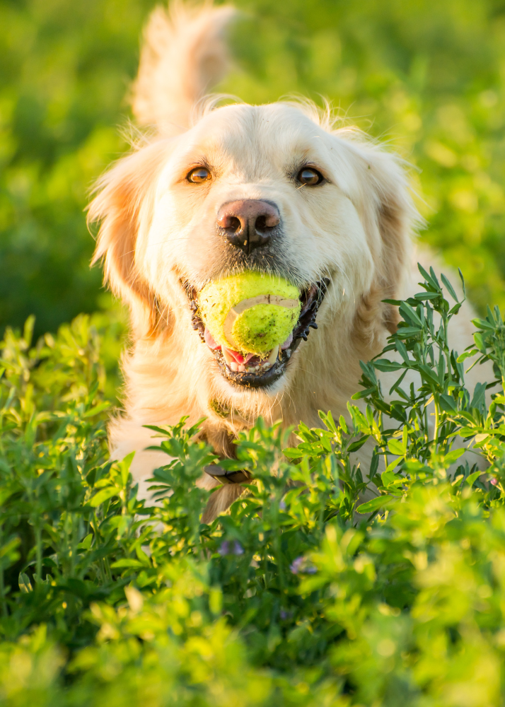 Golden retriever holding a tennis ball in its mouth, surrounded by green foliage in a park or garden during daylight.