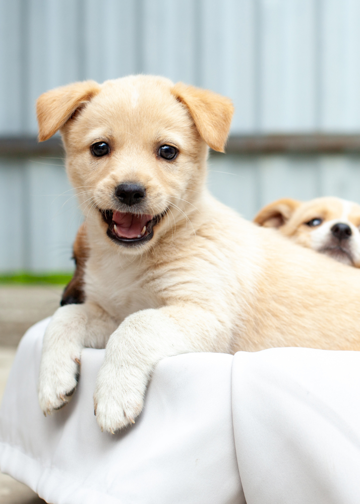 Cute beige puppy with black eyes and black nose resting on a white cushion outdoors, with another puppy partially visible in the background.