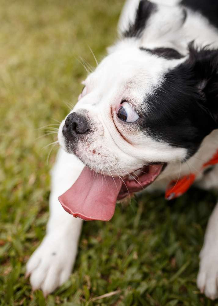 Close-up of a playful black and white puppy with its tongue out, on green grass.