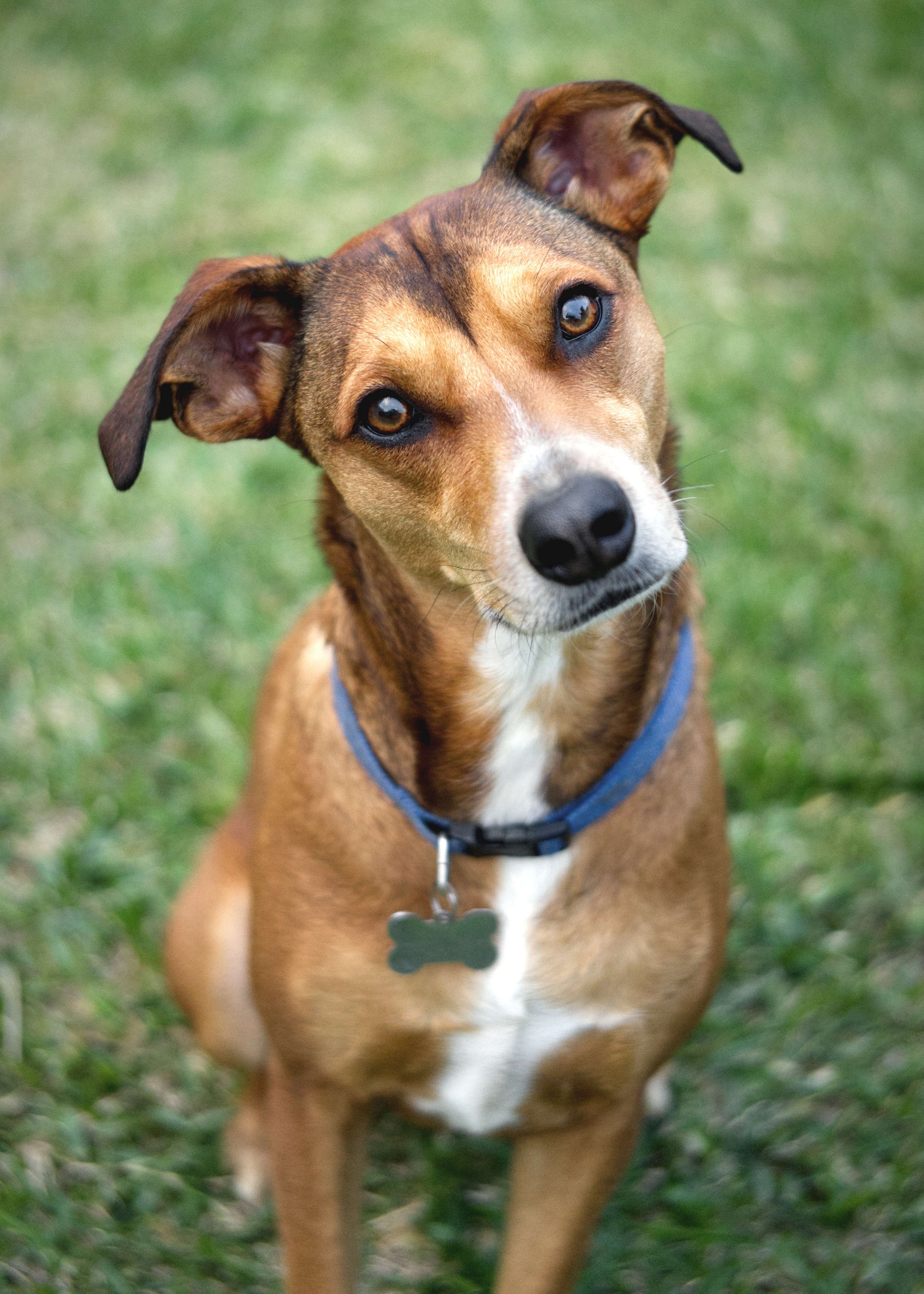 Dog Body Language: Breakdown Session