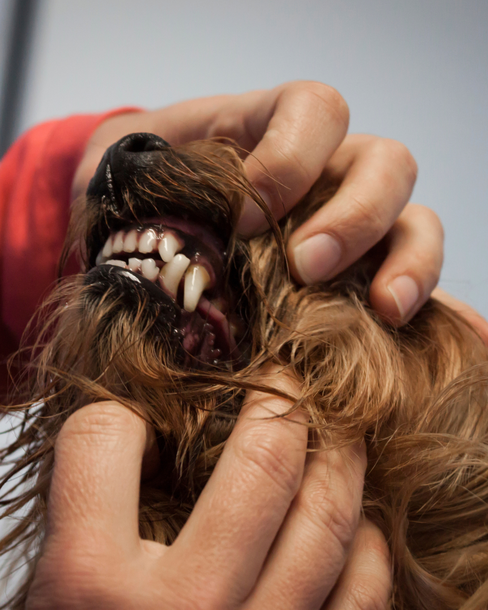 Mouth & Muzzle Handling