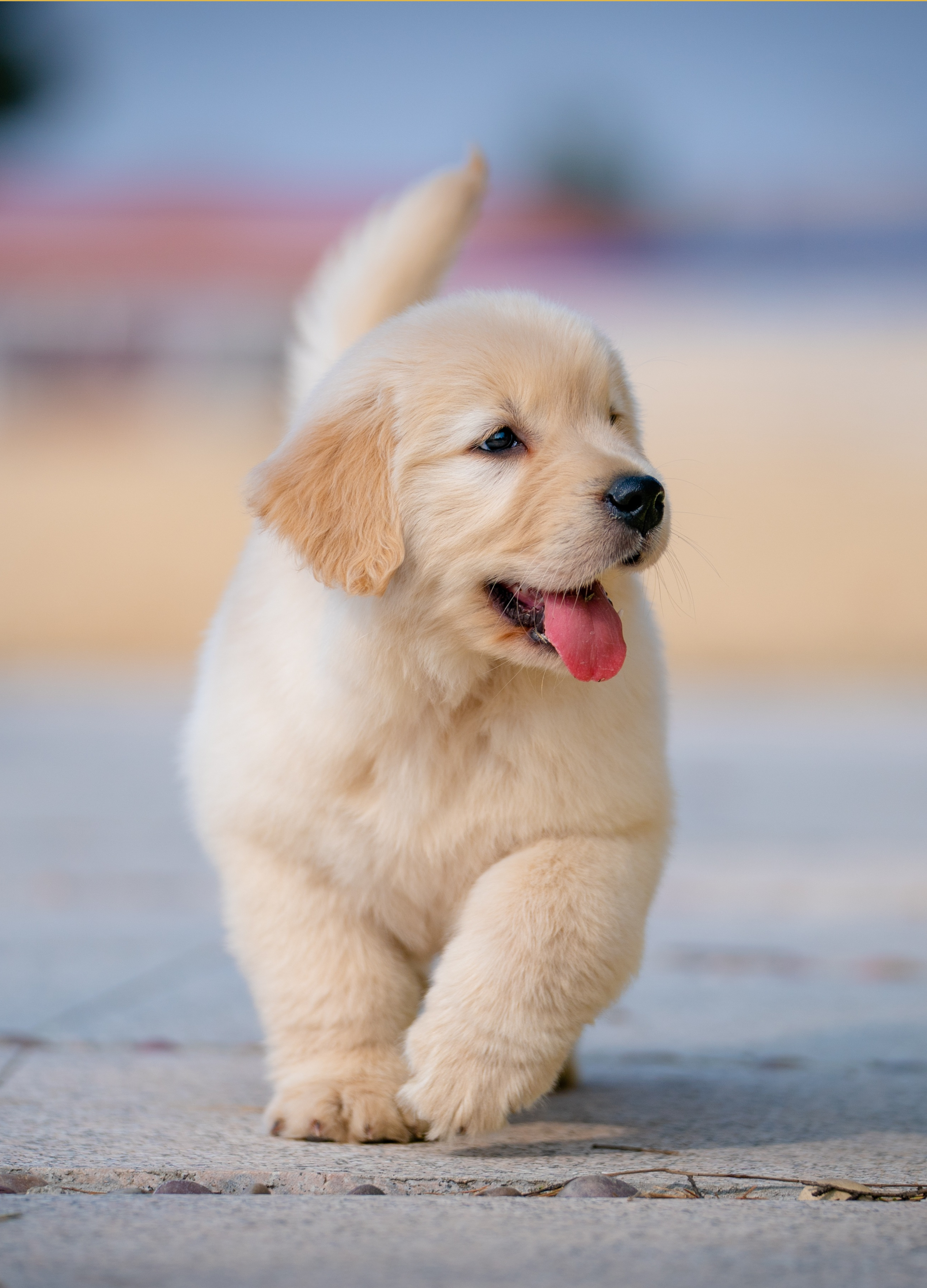 Choosing A Dog: Your Compatibility Consult