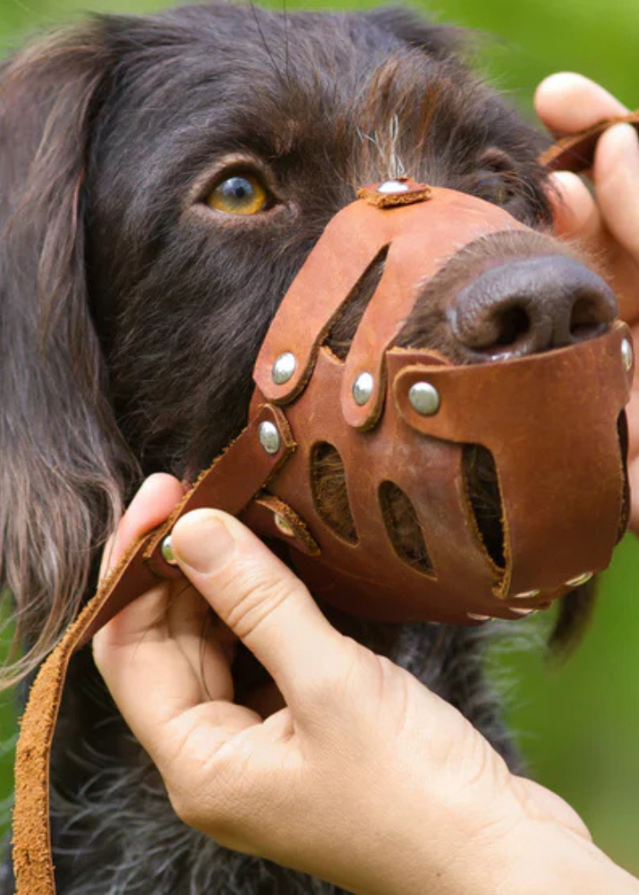Muzzle Training
