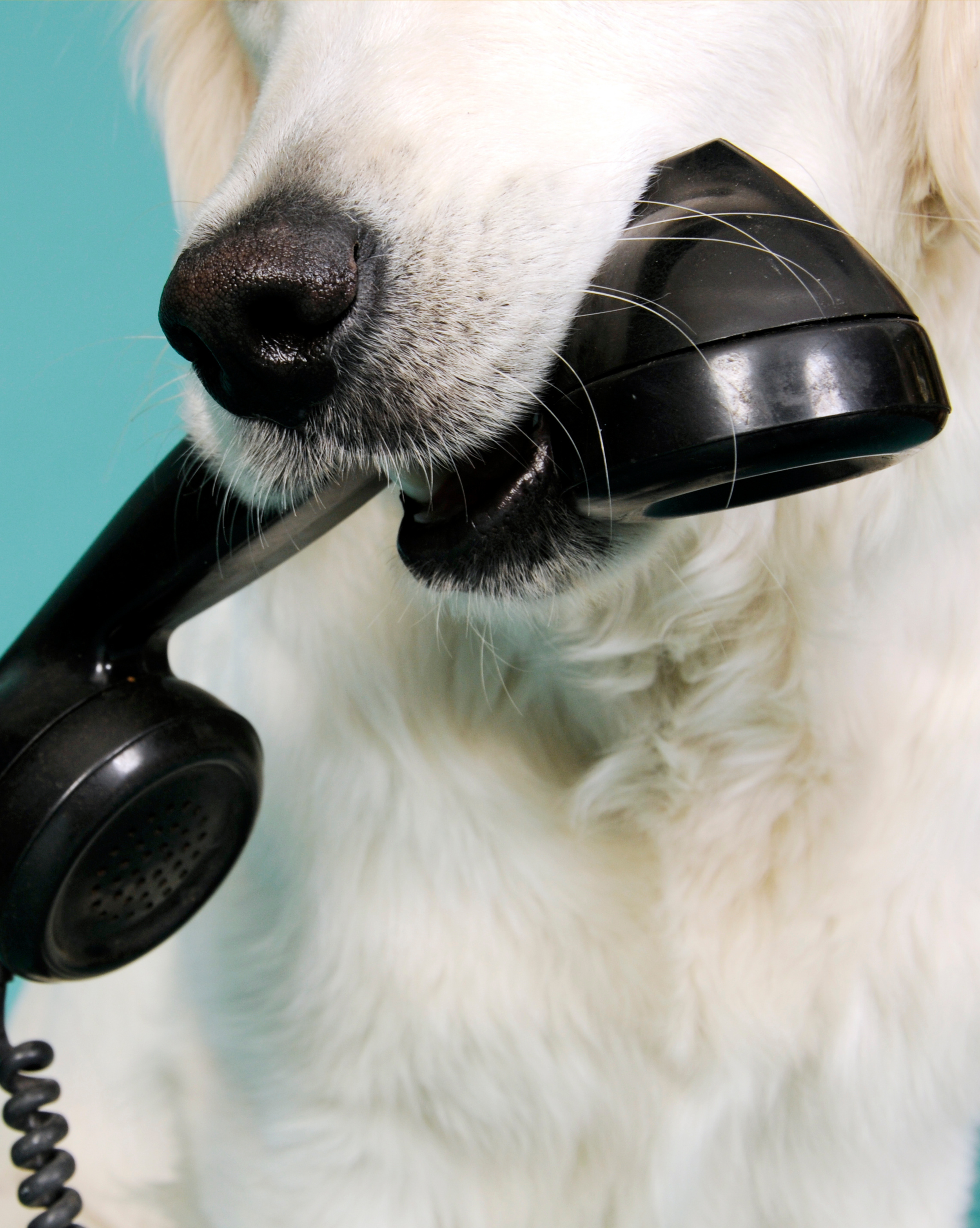 Close-up of a white dog with a black telephone receiver in its mouth, against a teal background.