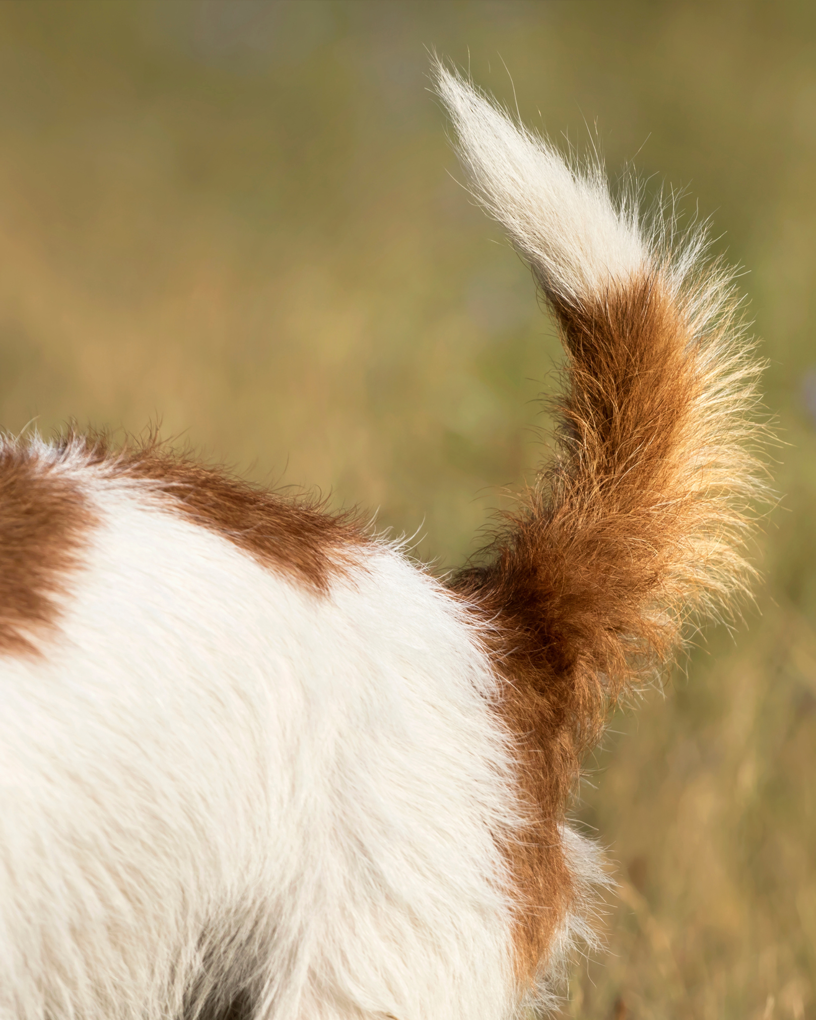 Tail & Hindquarters Handling