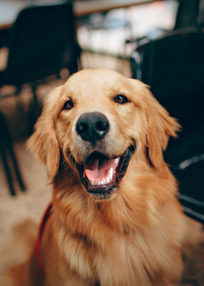 Close-up of a happy golden retriever with a broad smile, sitting inside a vehicle with a blurred background.