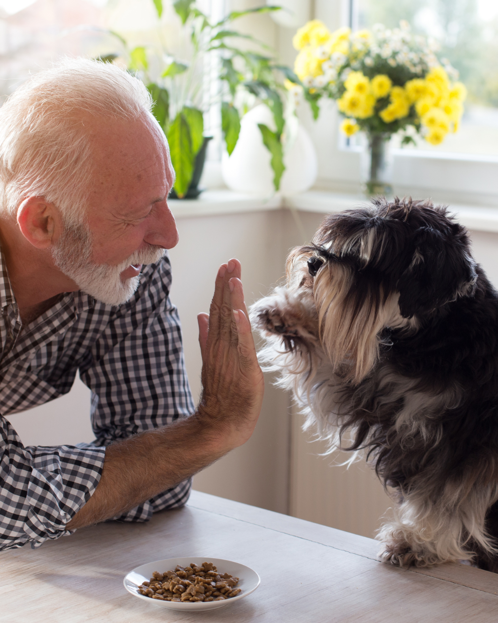 An elderly man with white hair and beard giving a high five to a dog with black and white fur at a kitchen table, with a plate of food nearby and yellow flowers on the windowsill.