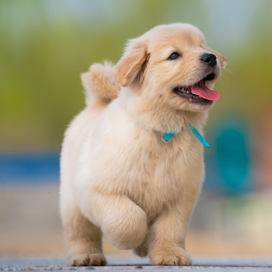 New Puppy Cheat Sheet