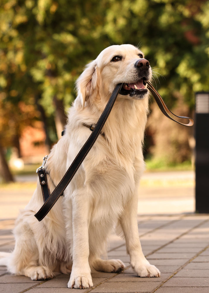 Golden retriever dog sitting on sidewalk with a leather leash in its mouth, outdoors with blurred trees in the background.