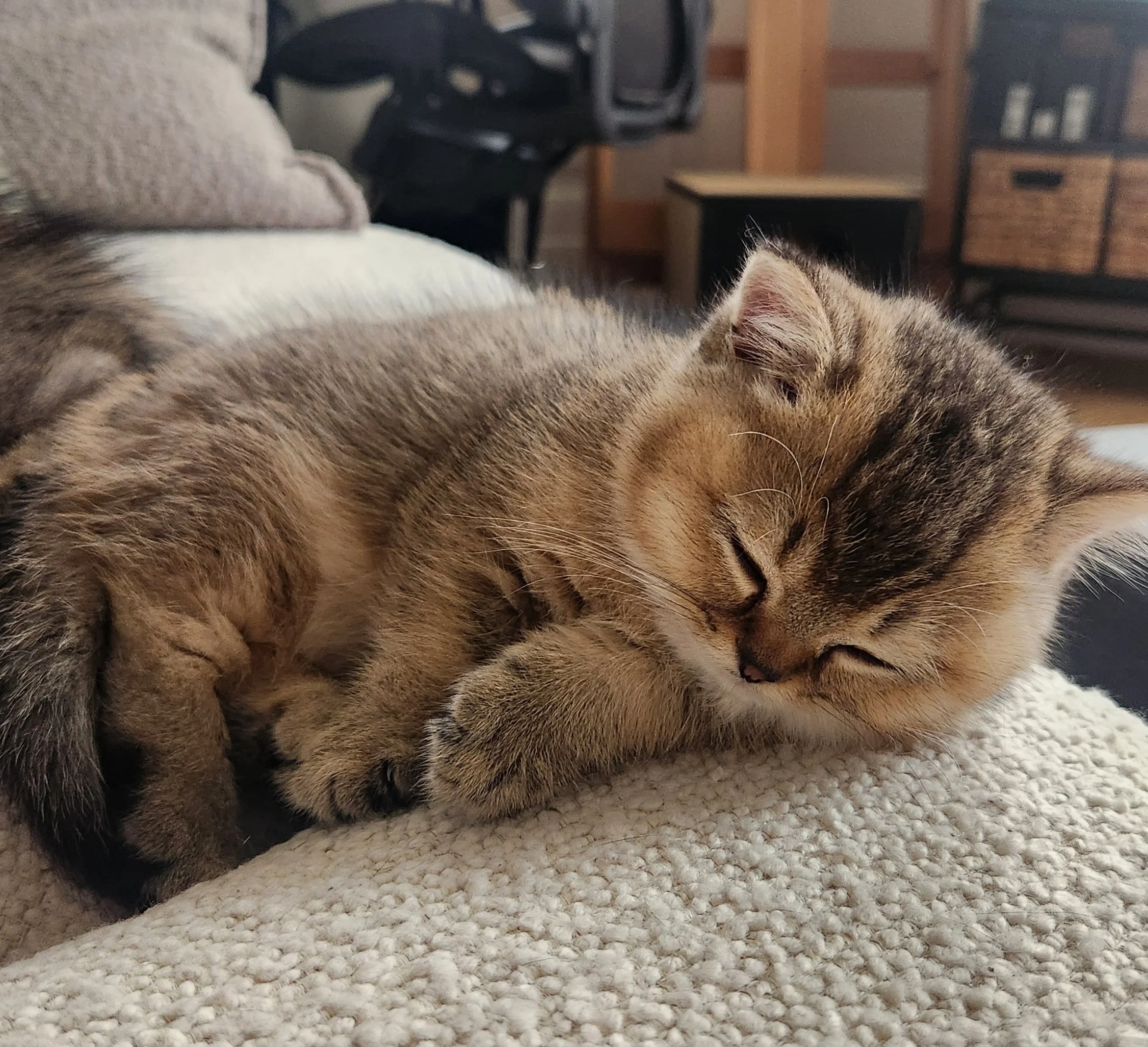 A sleeping tabby cat with brown and black striped fur lying on a textured white blanket. British Shorthair Munchkin kitten relaxing after playtime in Bay Area home San Francisco California