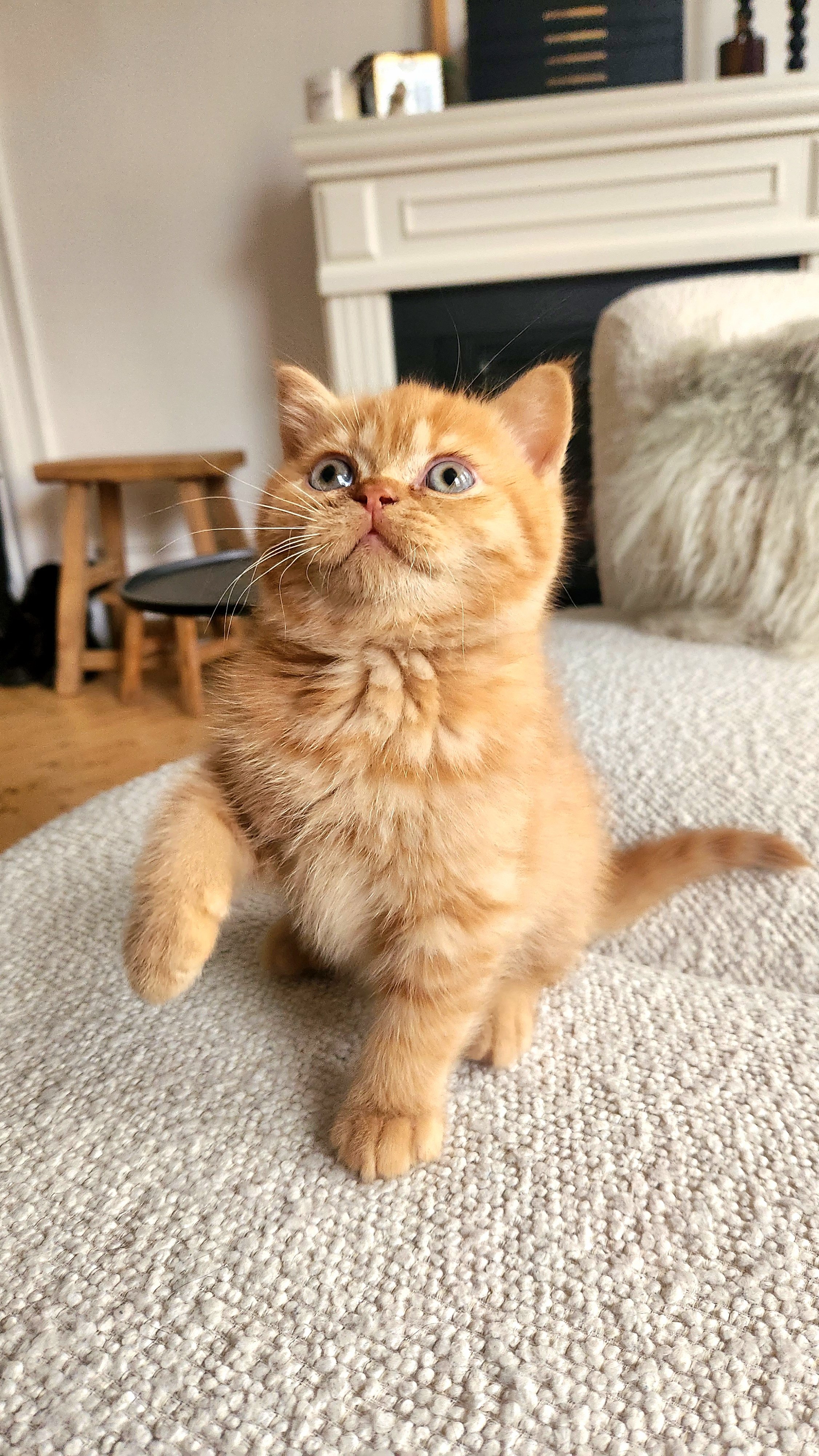 A cute orange kitten standing on a beige textured sofa, with a curious expression looking upward, in a cozy living room. British Shorthair Munchkin San Francisco California