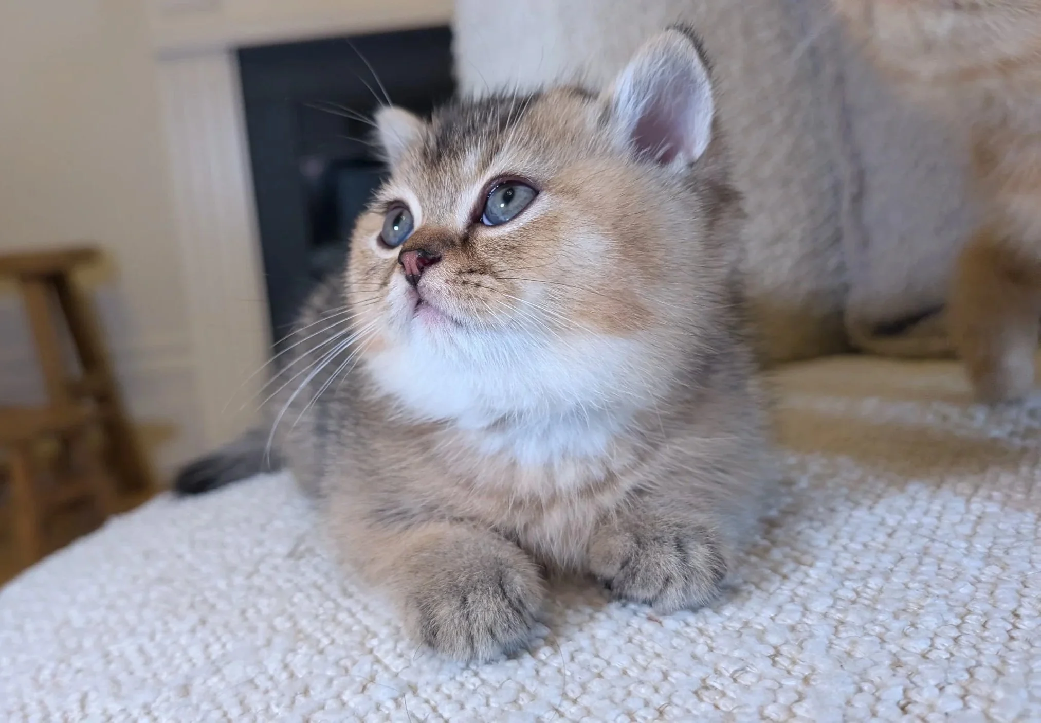 Close-up of a cute, fluffy kitten with blue eyes resting on a textured white surface with a blurred background. British Shorthair Munchkin kitten relaxing after playtime in Bay Area home San Francisco California