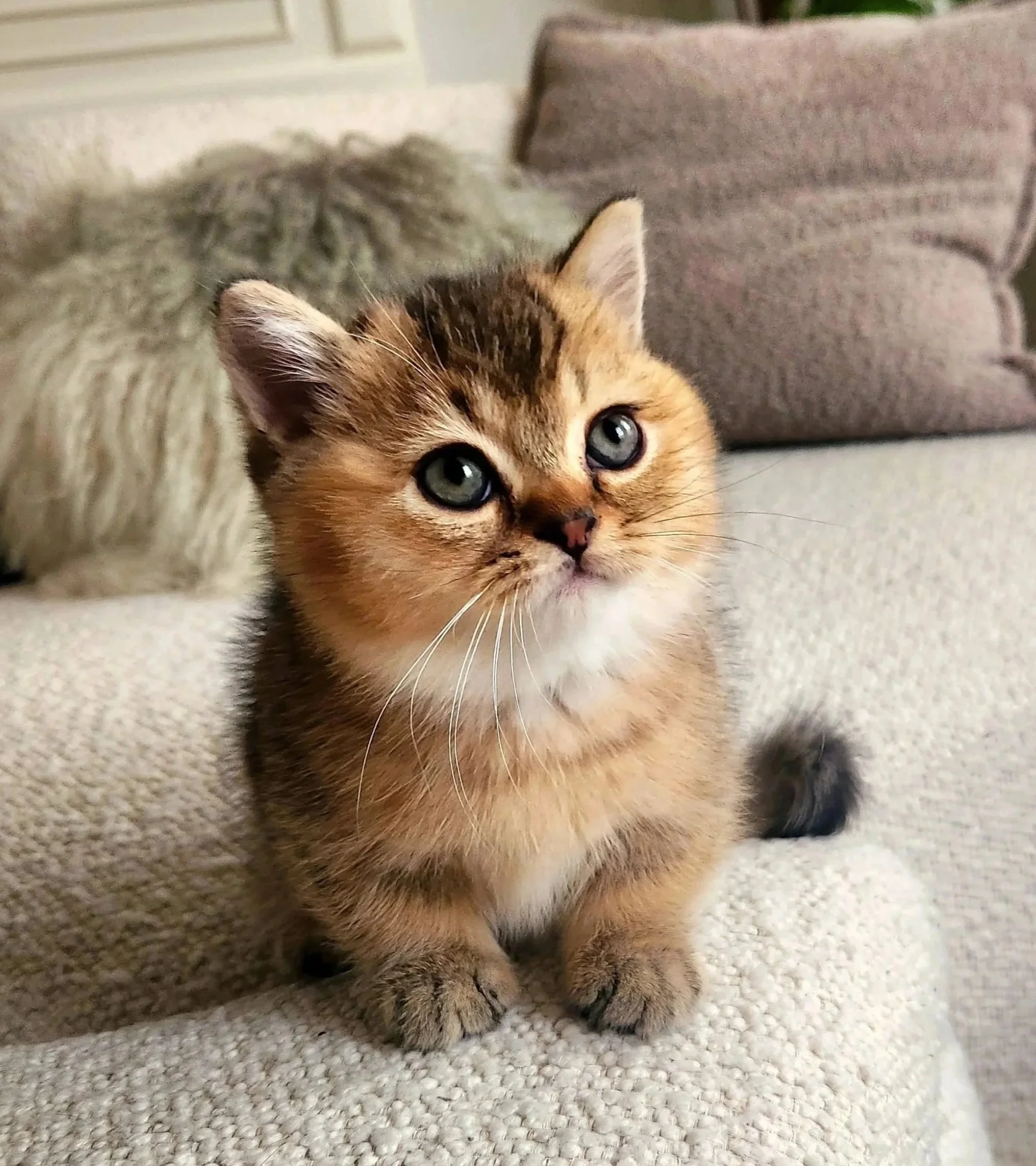 A cute, fluffy kitten with brown fur and blue eyes sitting on a beige couch. British Shorthair Munchkin San Francisco California
British Shorthair Munchkin kitten relaxing after playtime in Bay Area home San Francisco California