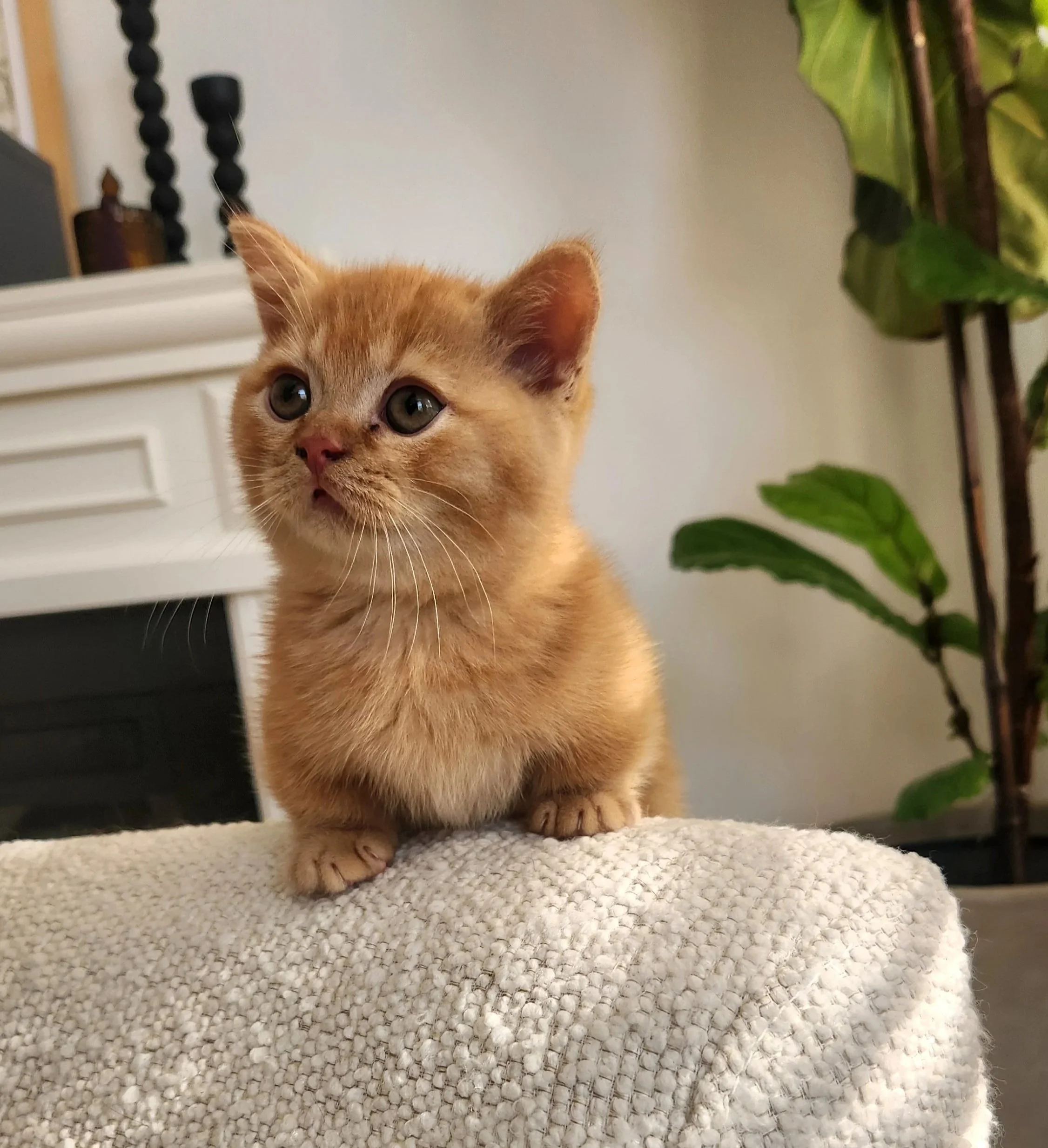 An adorable orange tabby kitten with big, green eyes, sitting on a textured beige surface in a cozy indoor setting, with a white cabinet and green houseplant in the background.
British Shorthair Munchkin kitten relaxing after playtime in Bay Area hom