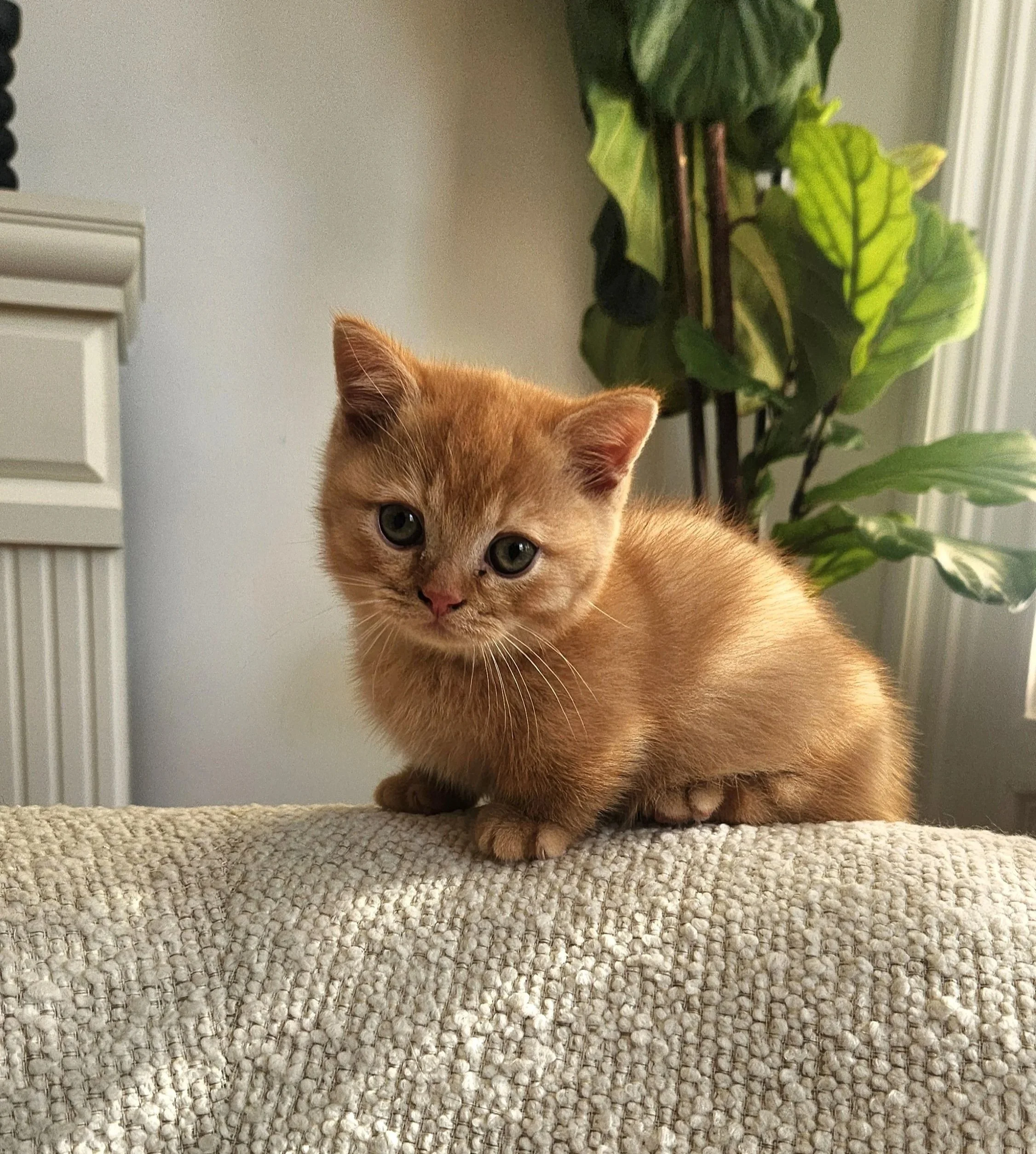 A small ginger kitten with green eyes sitting on a textured beige surface indoors, with a large green leafy houseplant and part of a window in the background.
British Shorthair Munchkin kitten relaxing after playtime in Bay Area home San Francisco Ca