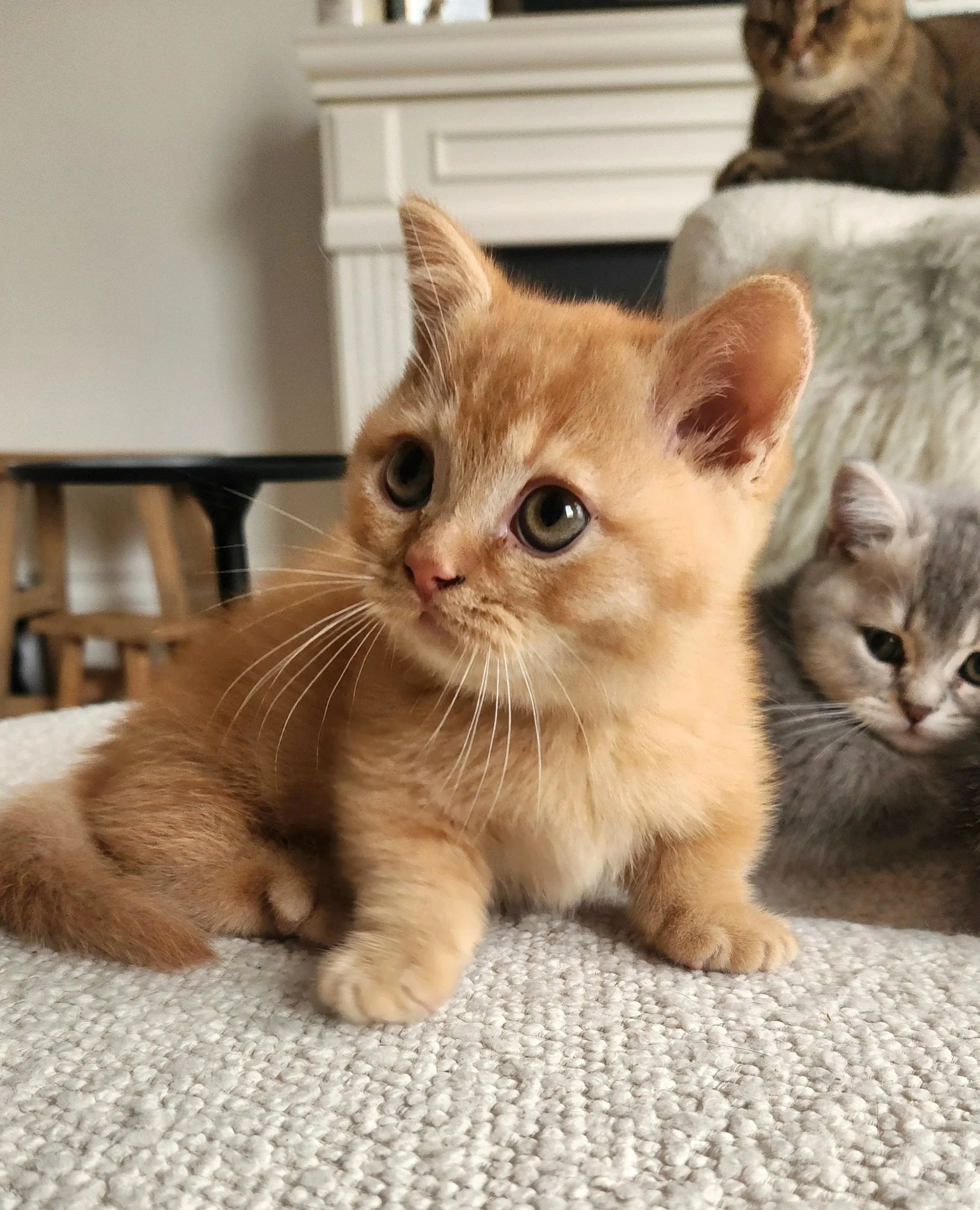 Three kittens, one orange with green eyes in the foreground, two gray with darker stripes in the background, inside a home with neutral-colored furniture.
British Shorthair Munchkin kitten relaxing after playtime in Bay Area home San Francisco Califo