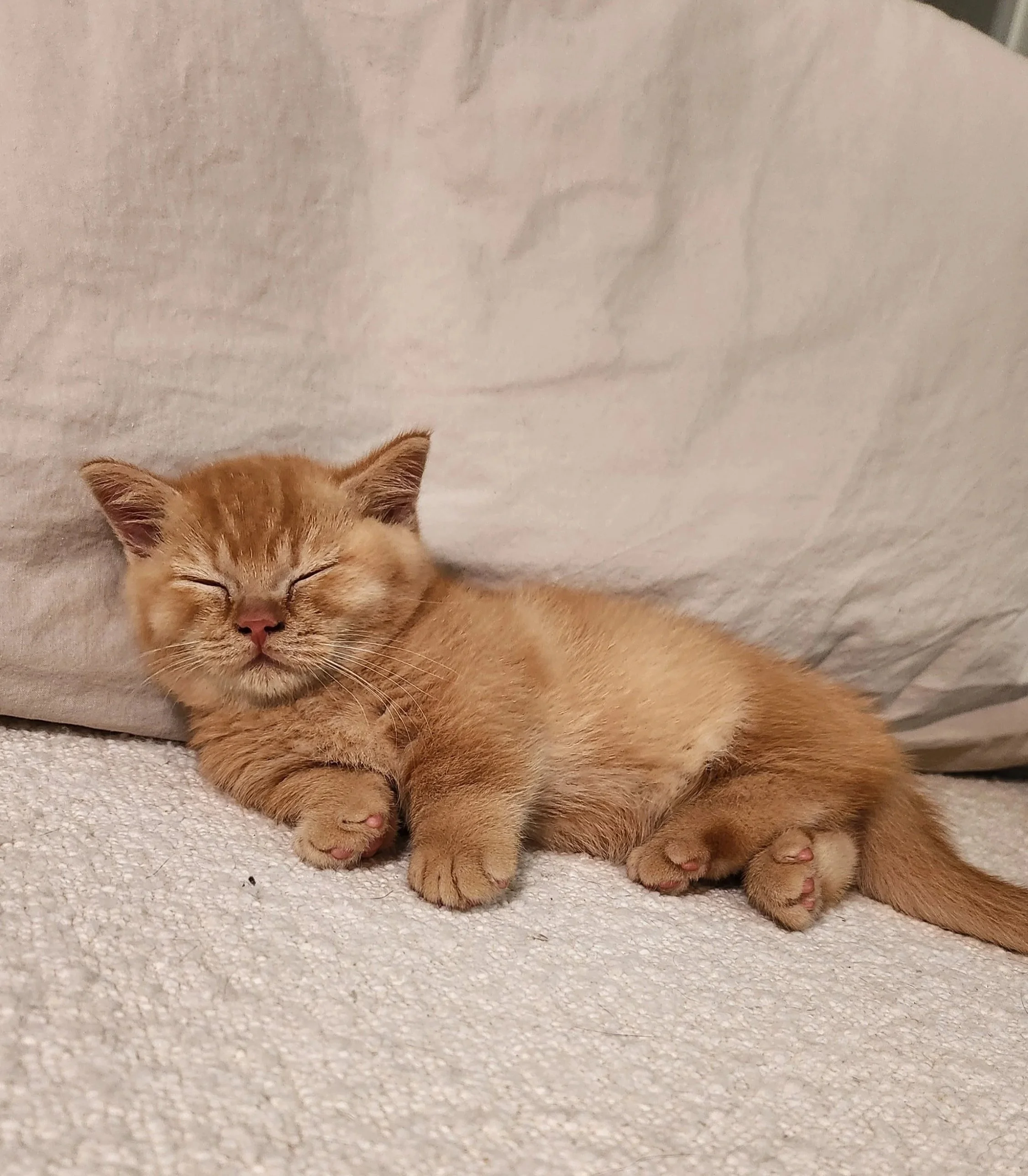 A ginger kitten sleeping on a textured white surface with a light-colored pillow in the background.
British Shorthair Munchkin kitten relaxing after playtime in Bay Area home San Francisco California