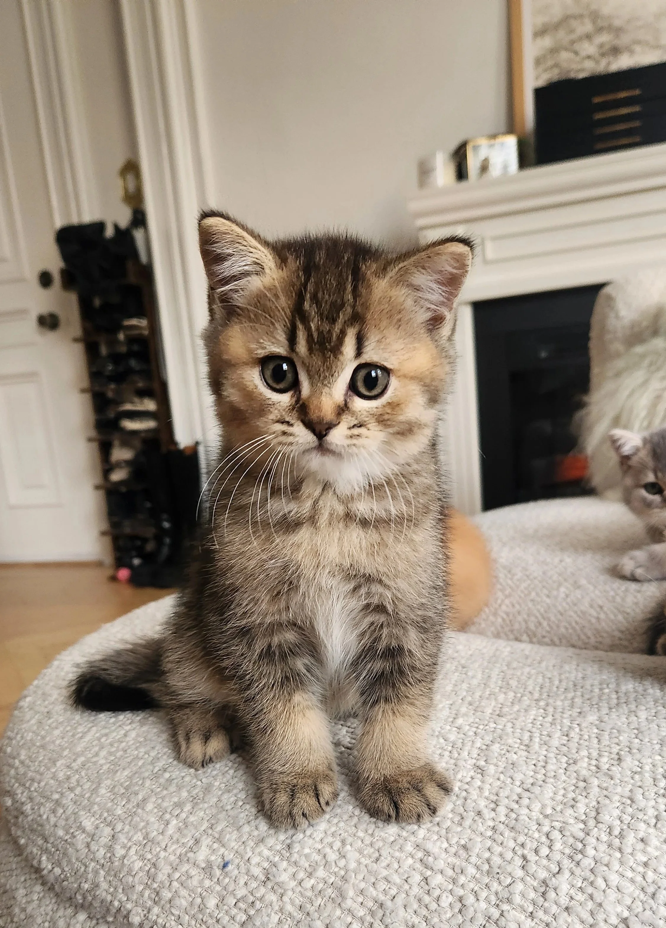 British Shorthair Munchkin kitten relaxing after playtime in Bay Area home San Francisco California